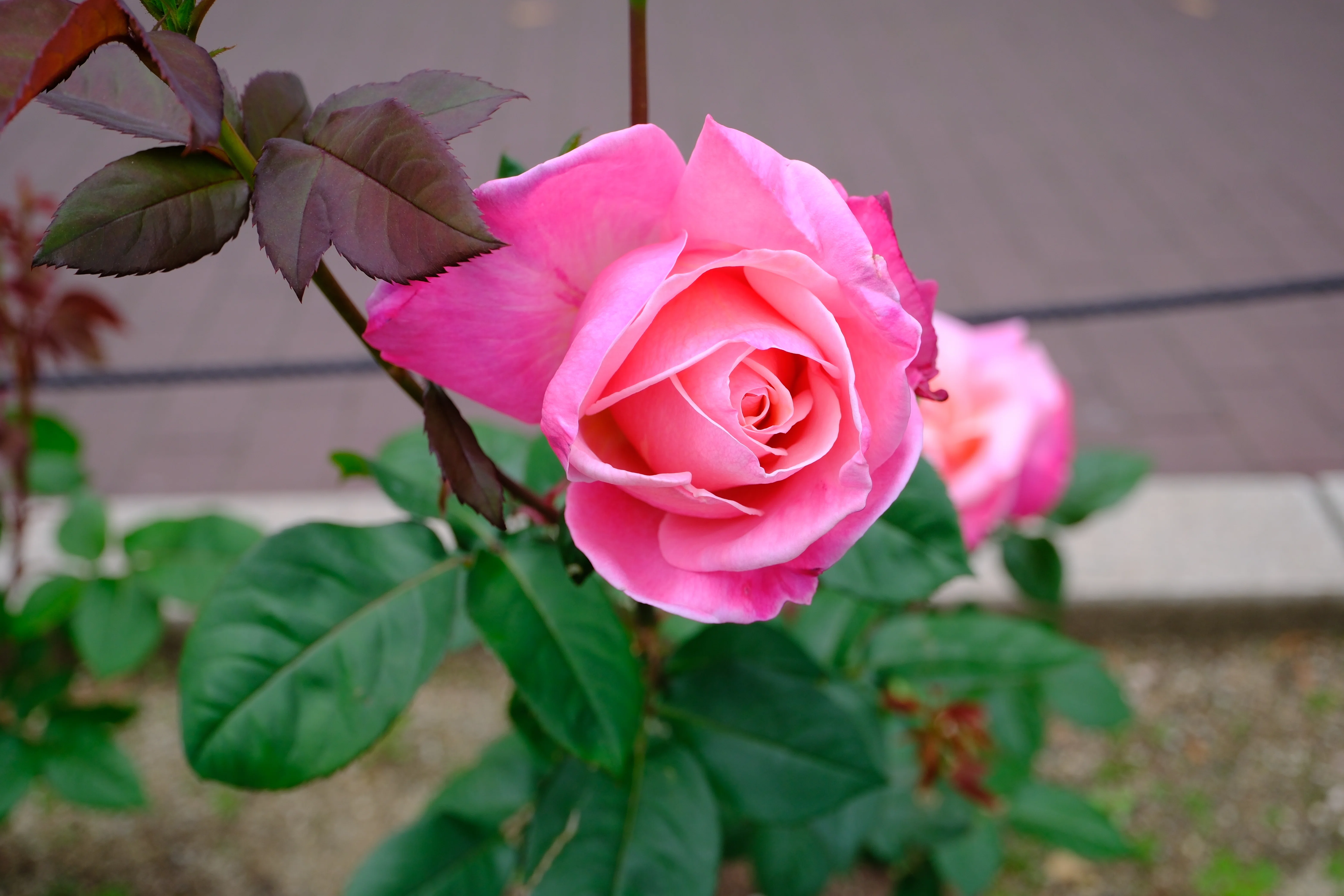 📷X-T30III × 🌹中之島バラ園 ｜ 🇺🇸ファースト・プライズ（First