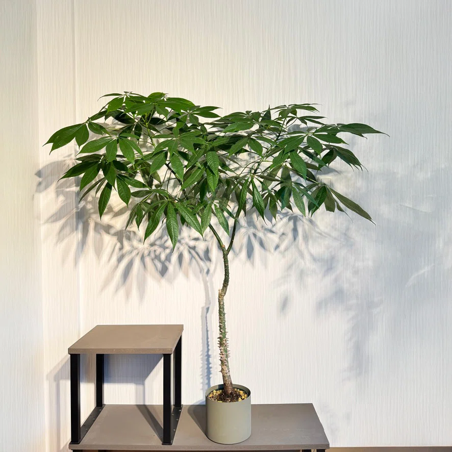 現品 トックリキワタ 南米桜 観葉植物 徳利木綿 落葉樹 インテリア
