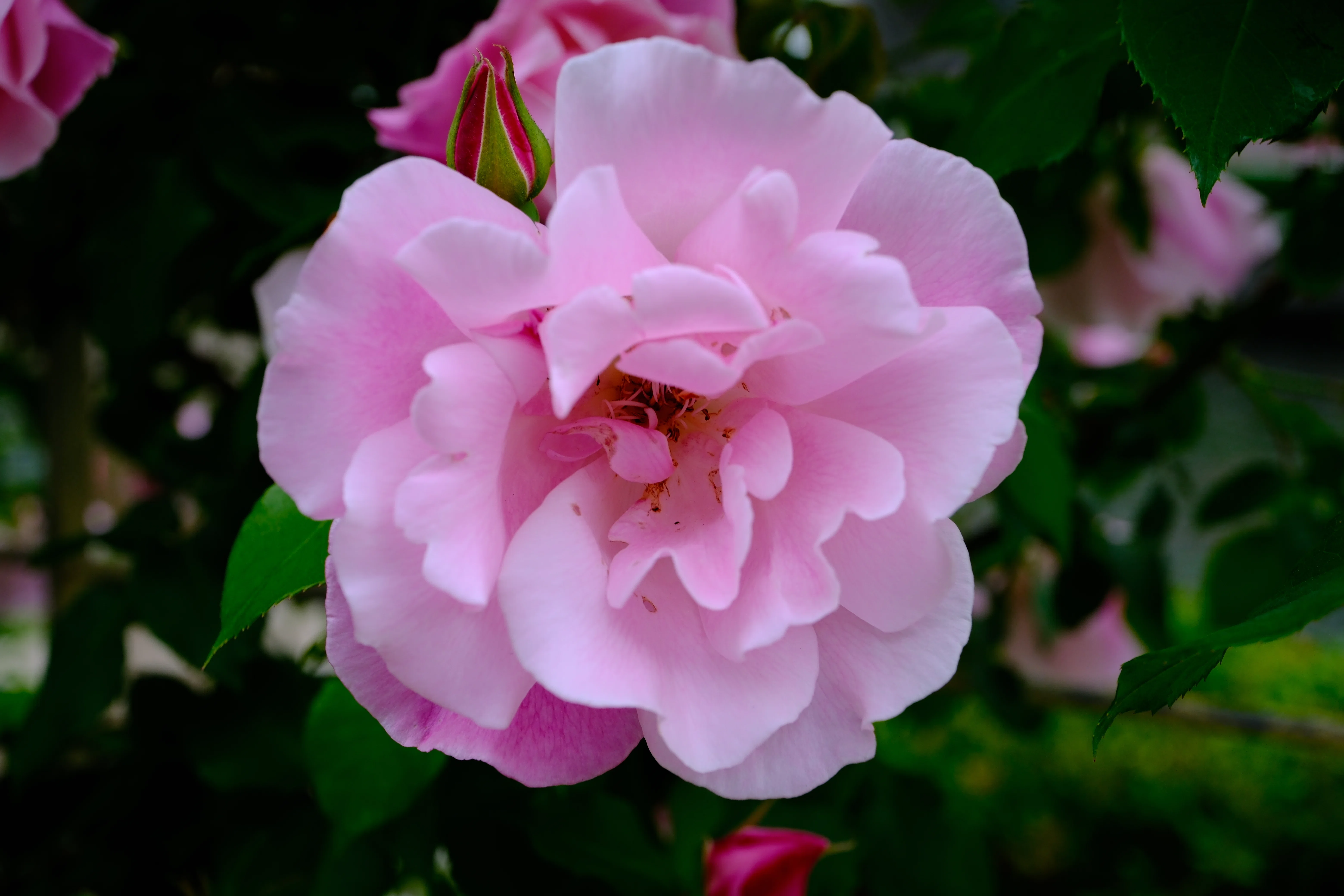📷X-T30III × 🌹中之島バラ園 ｜ 🇪🇸スパニッシュ・ビューティ