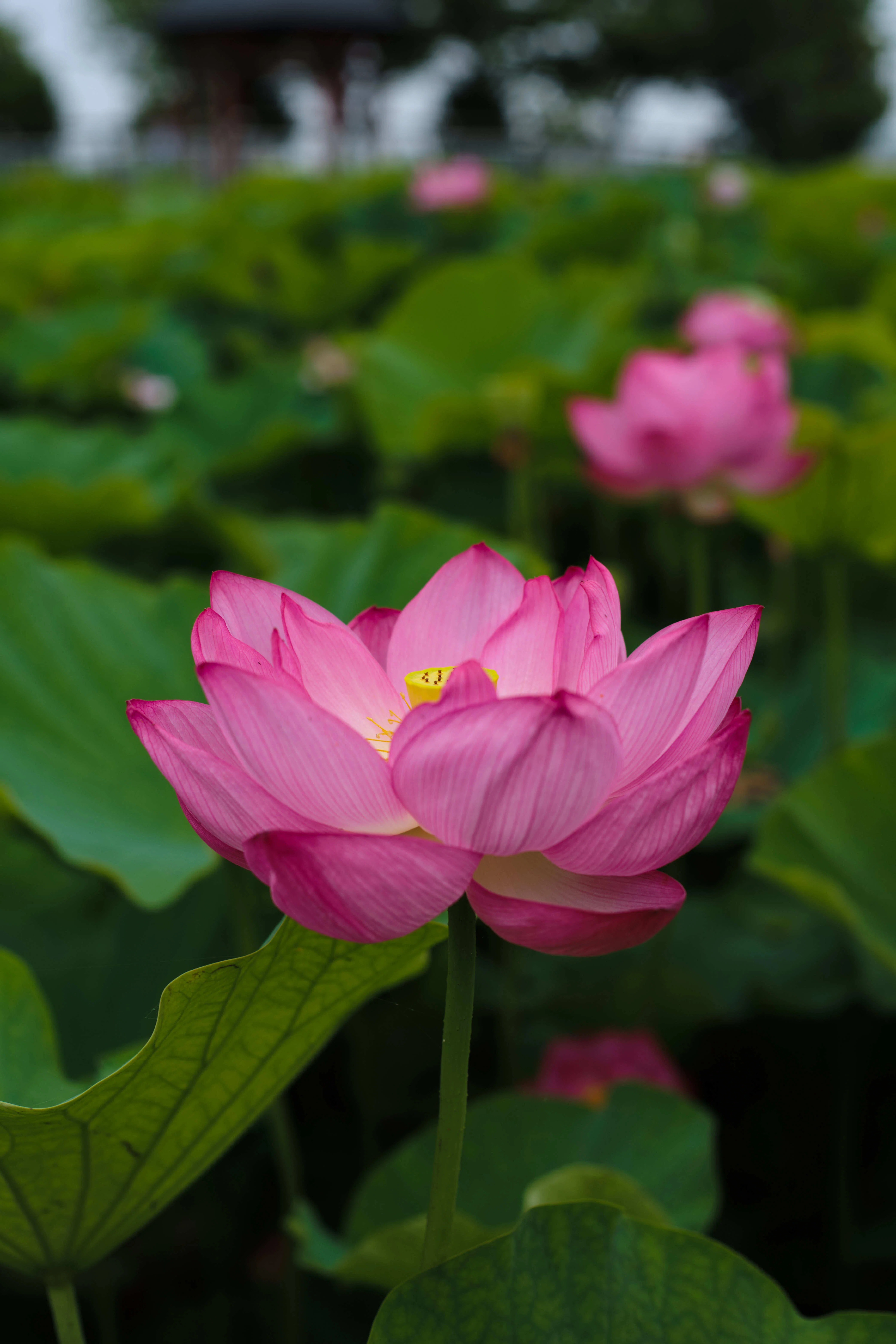 レンズレビュー】Nikkor-H Auto 50mm F2｜K2SND