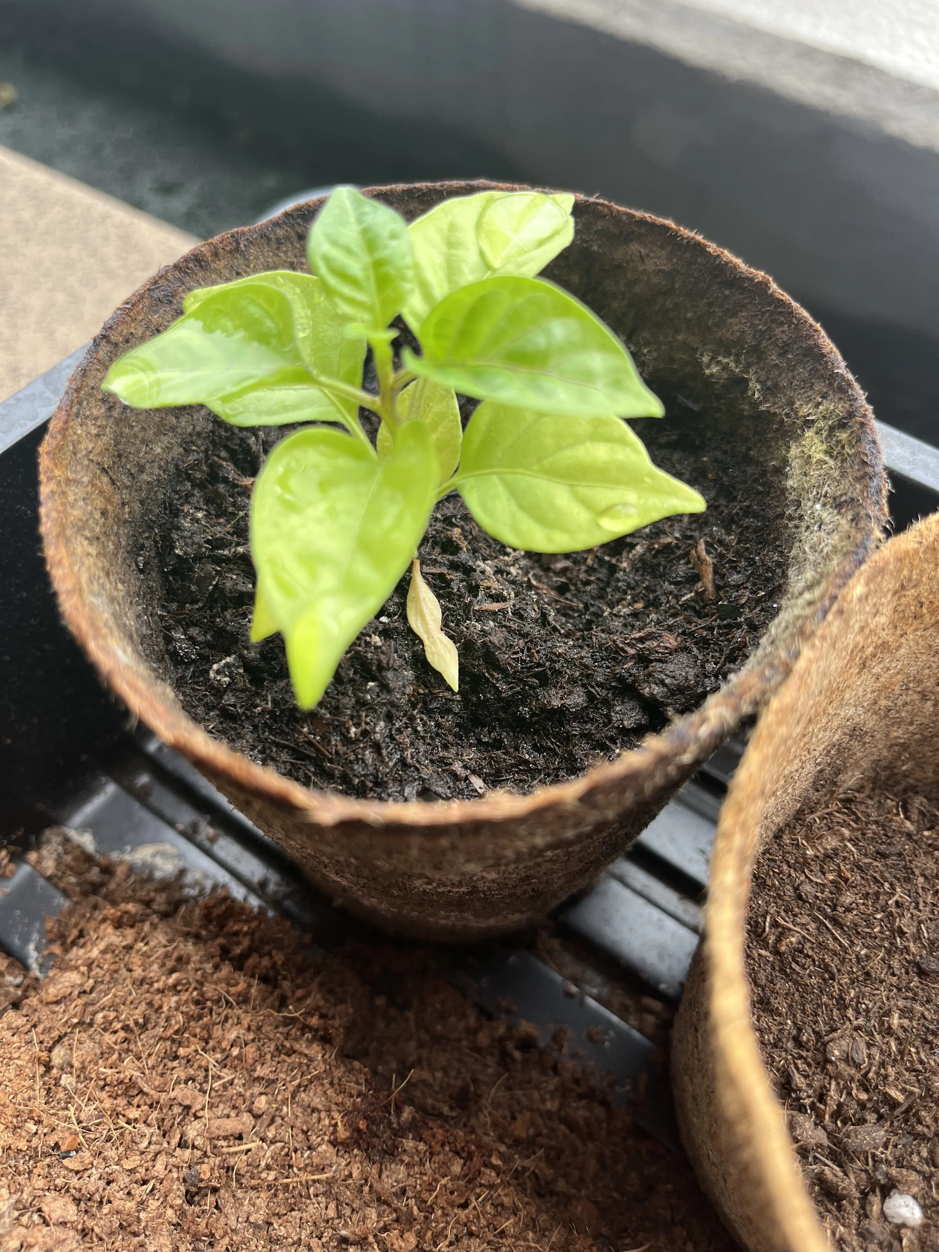 キャロライナリーパー育成日記7 〜植え替え！〜｜yuji_guitar