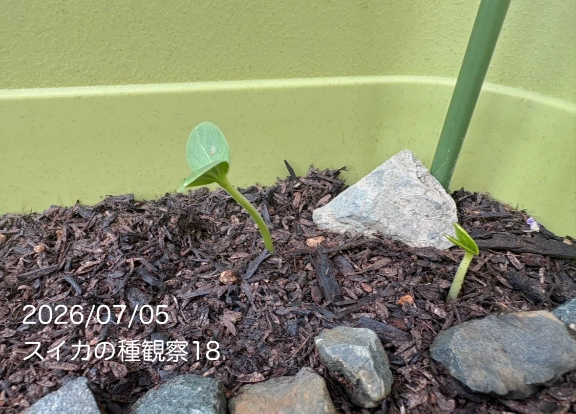 観察日記5】 🍉2年前のスイカの種が発芽❗️日よけネットも設置