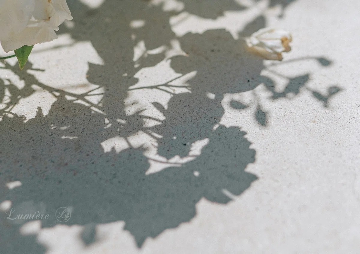 白っぽいアスファルトの上に、フロリバンダ系の薔薇の花の茂みの影が、黒いシルエットになって美しく落ちている写真。