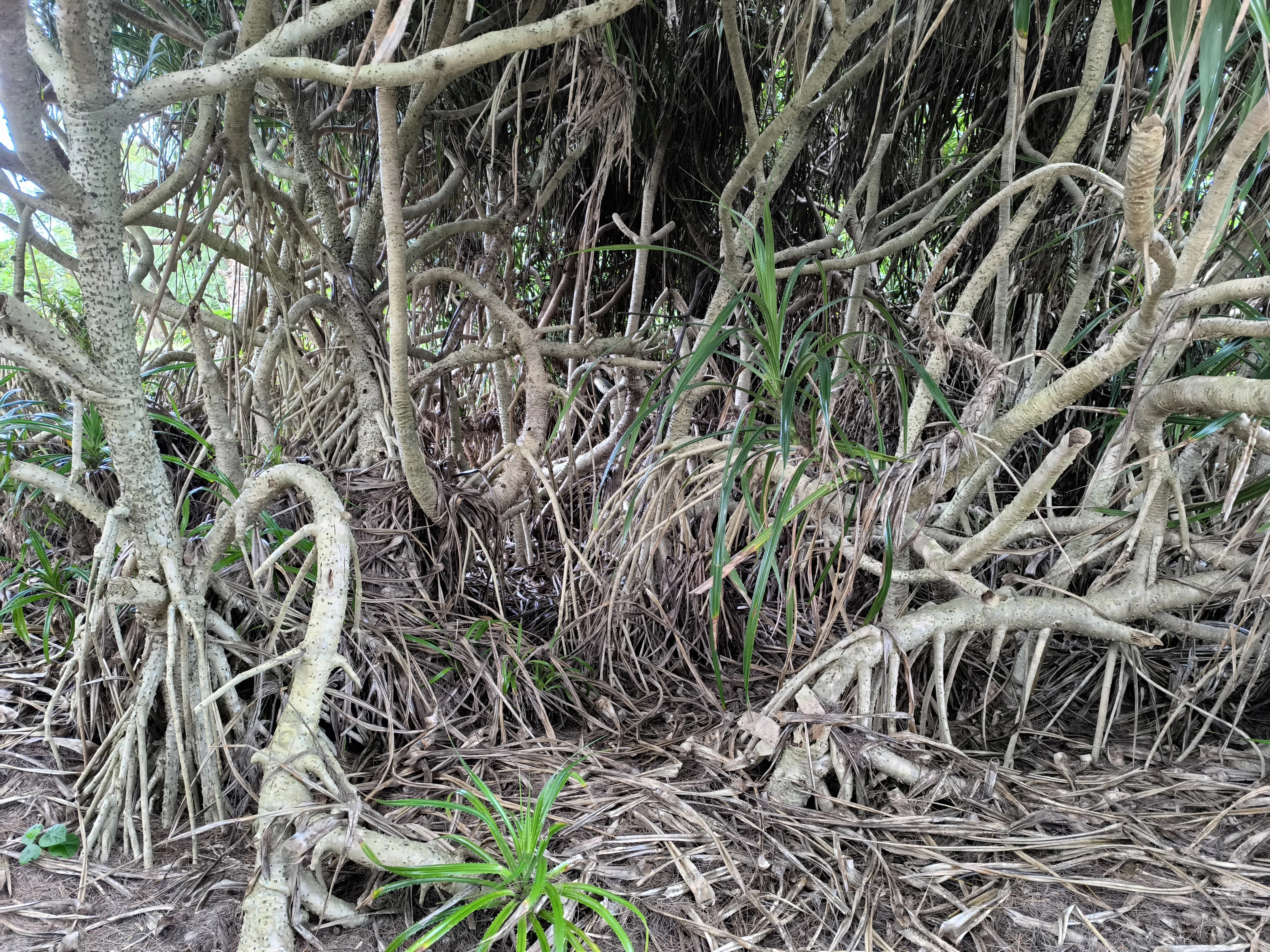 奄美大島⑧固有種溢れる世界自然遺産で出会ったのは鳥ではなく人だった