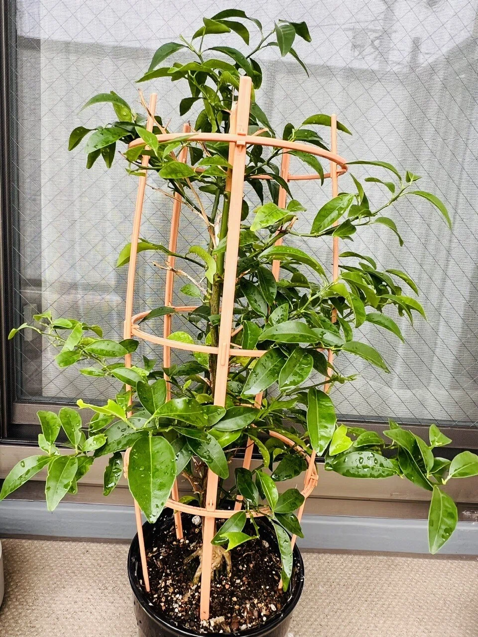 ゆら早生 みかん 新4年生 アゲハの幼虫います♩餌用にも！ ゆら早生