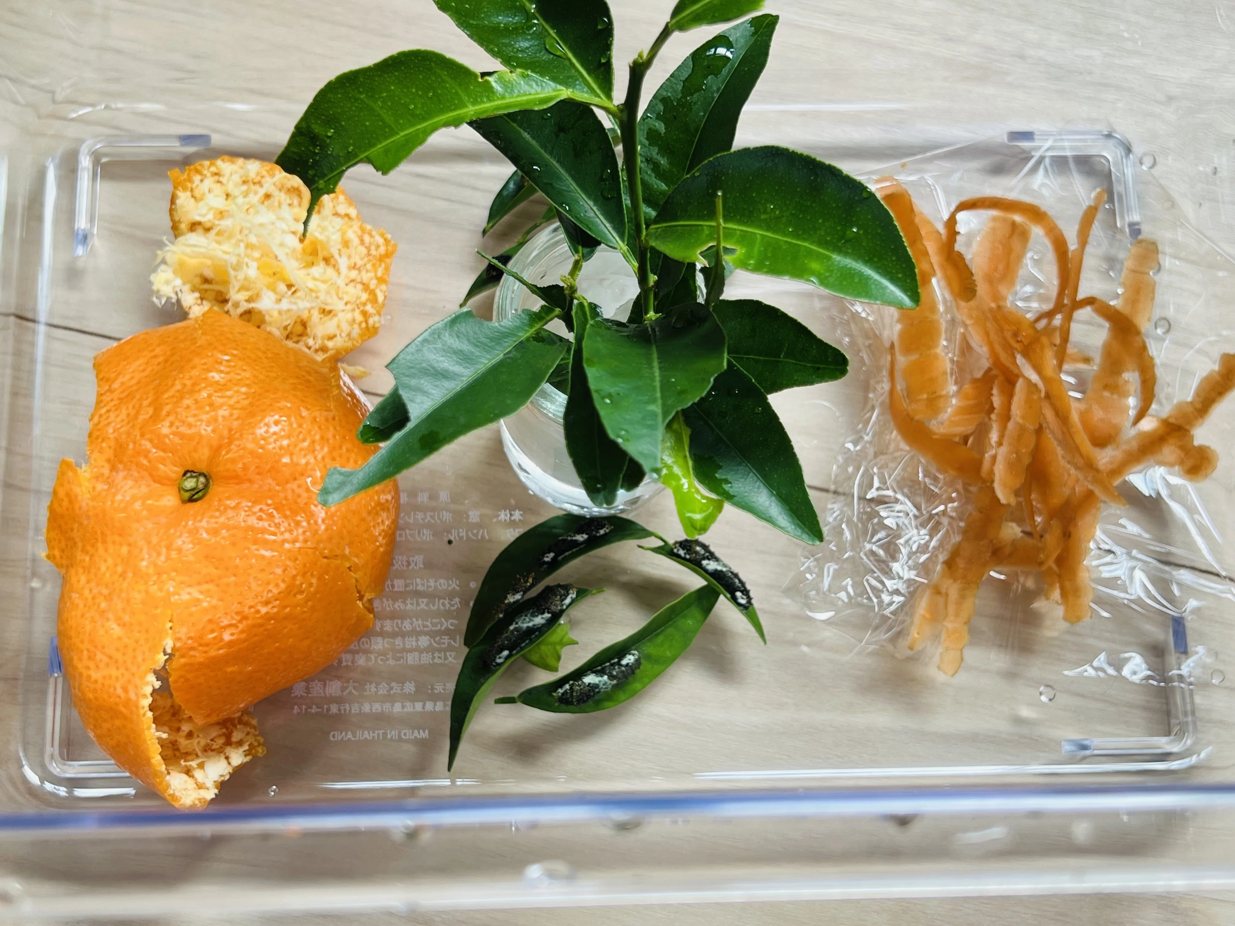 人参🥕とみかんの皮🍊でアゲハを育てる 2026 （卵から幼虫へ）｜ミント