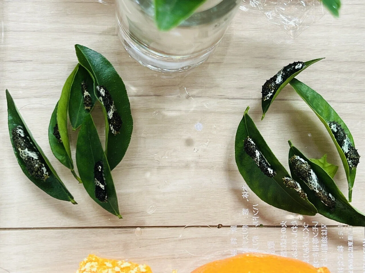 人参🥕とみかんの皮🍊でアゲハを育てる 2026 （卵から幼虫へ）｜ミント