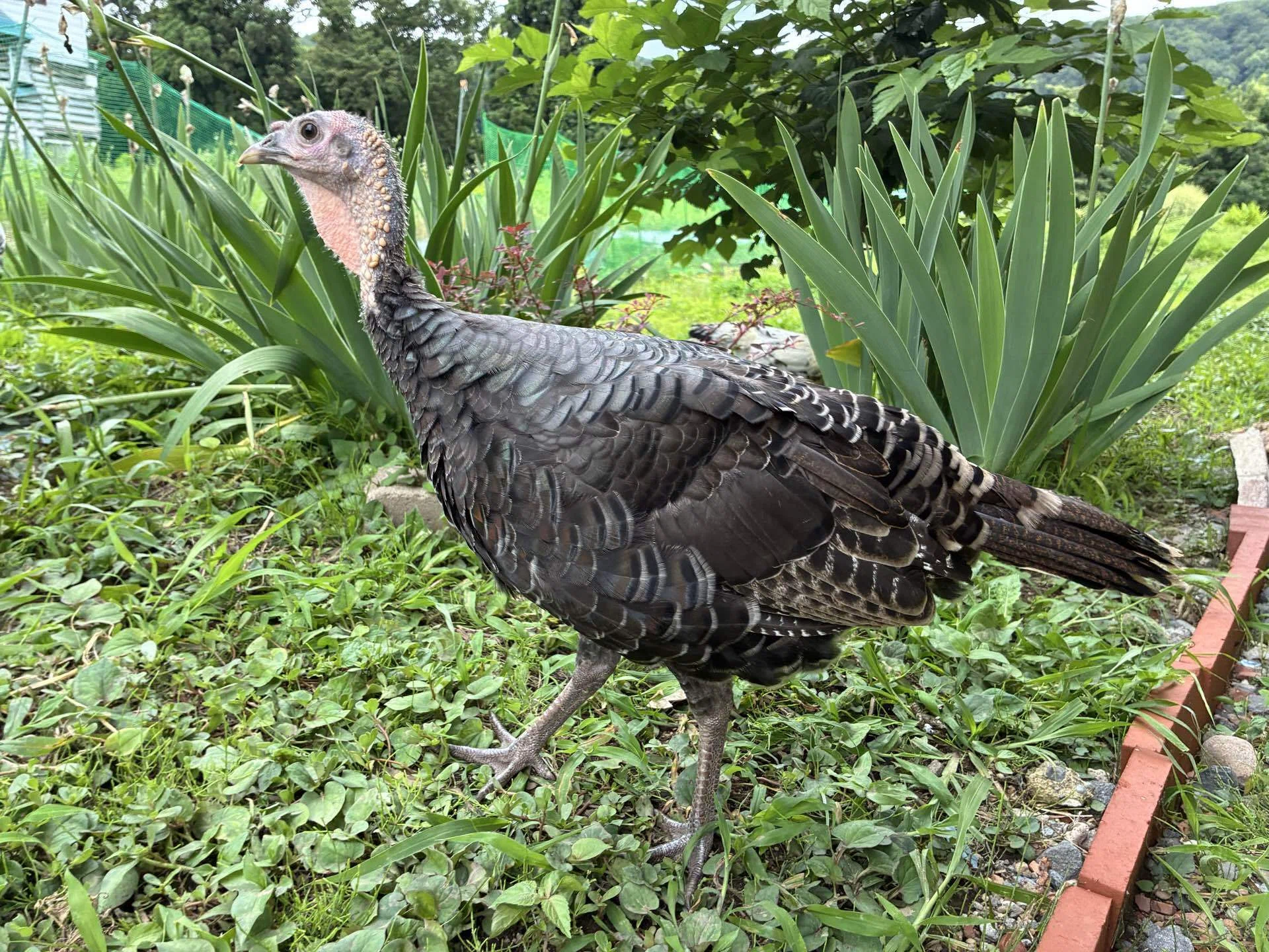我が家の七面鳥は敵が多い｜さきどん⭐︎七面鳥＆鶏飼育