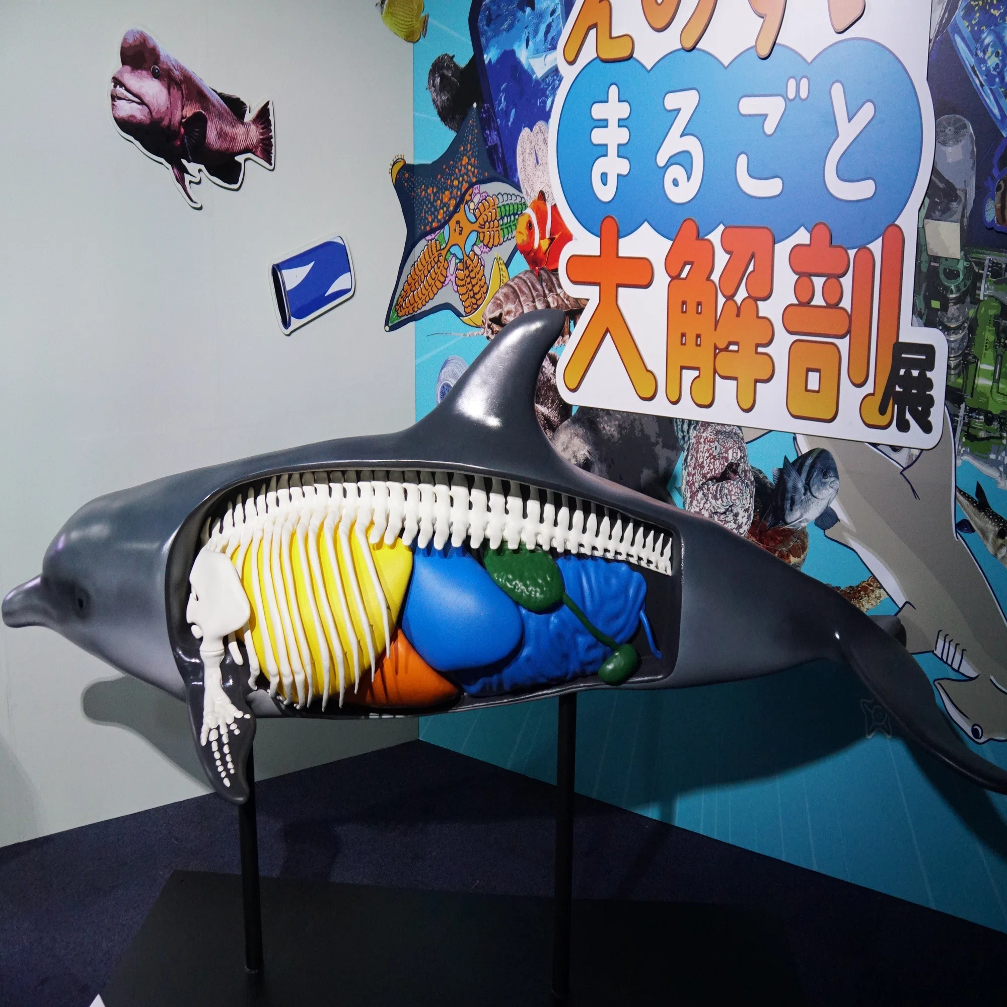 2026/7/5 新江ノ島水族館 えのすいまるごと大解剖展ですよ｜始祖鳥堂ま