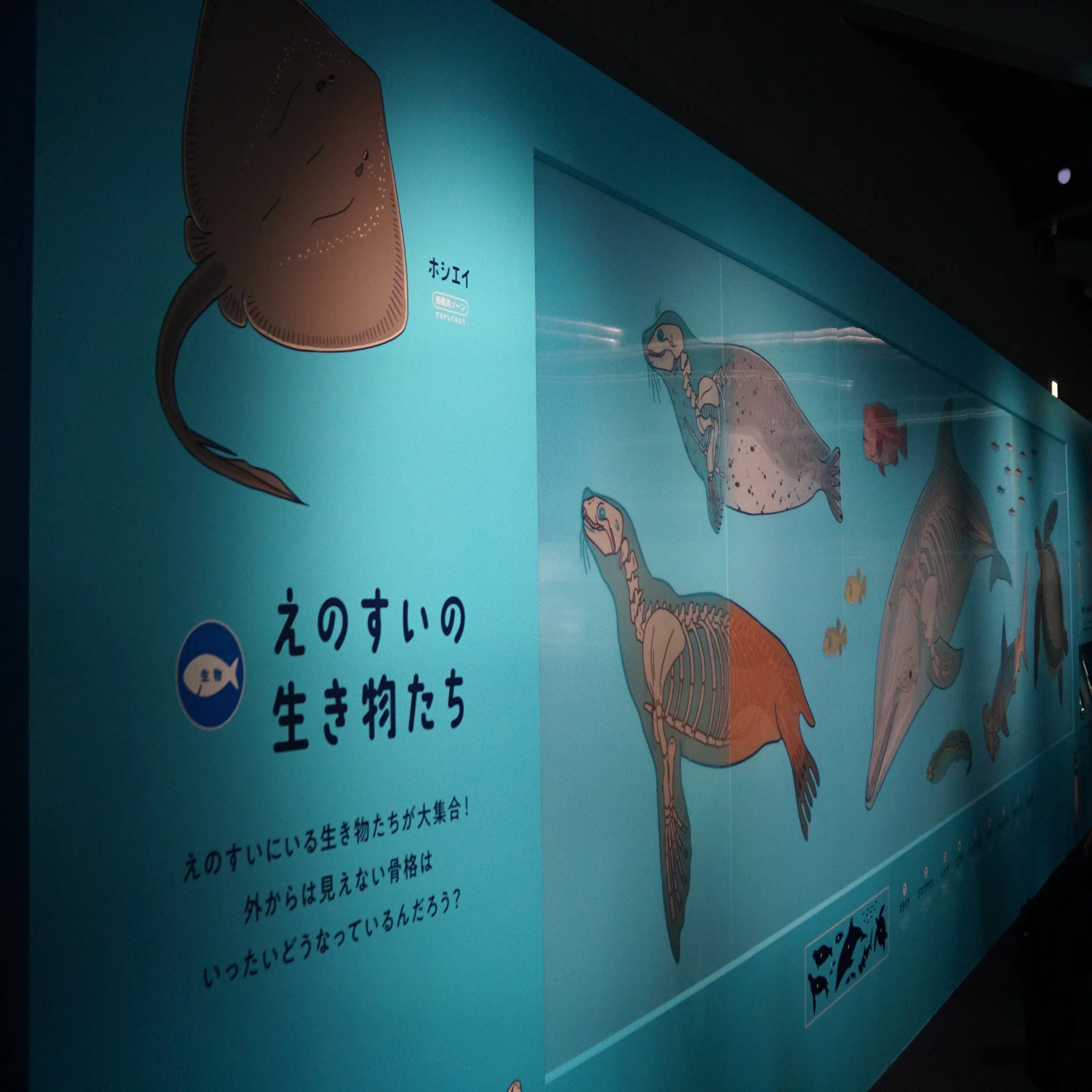 2026/7/5 新江ノ島水族館 えのすいまるごと大解剖展ですよ｜始祖鳥堂まふ
