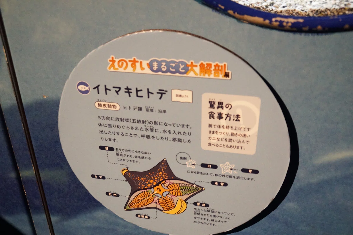 2026/7/5 新江ノ島水族館 えのすいまるごと大解剖展ですよ｜始祖鳥堂まふ