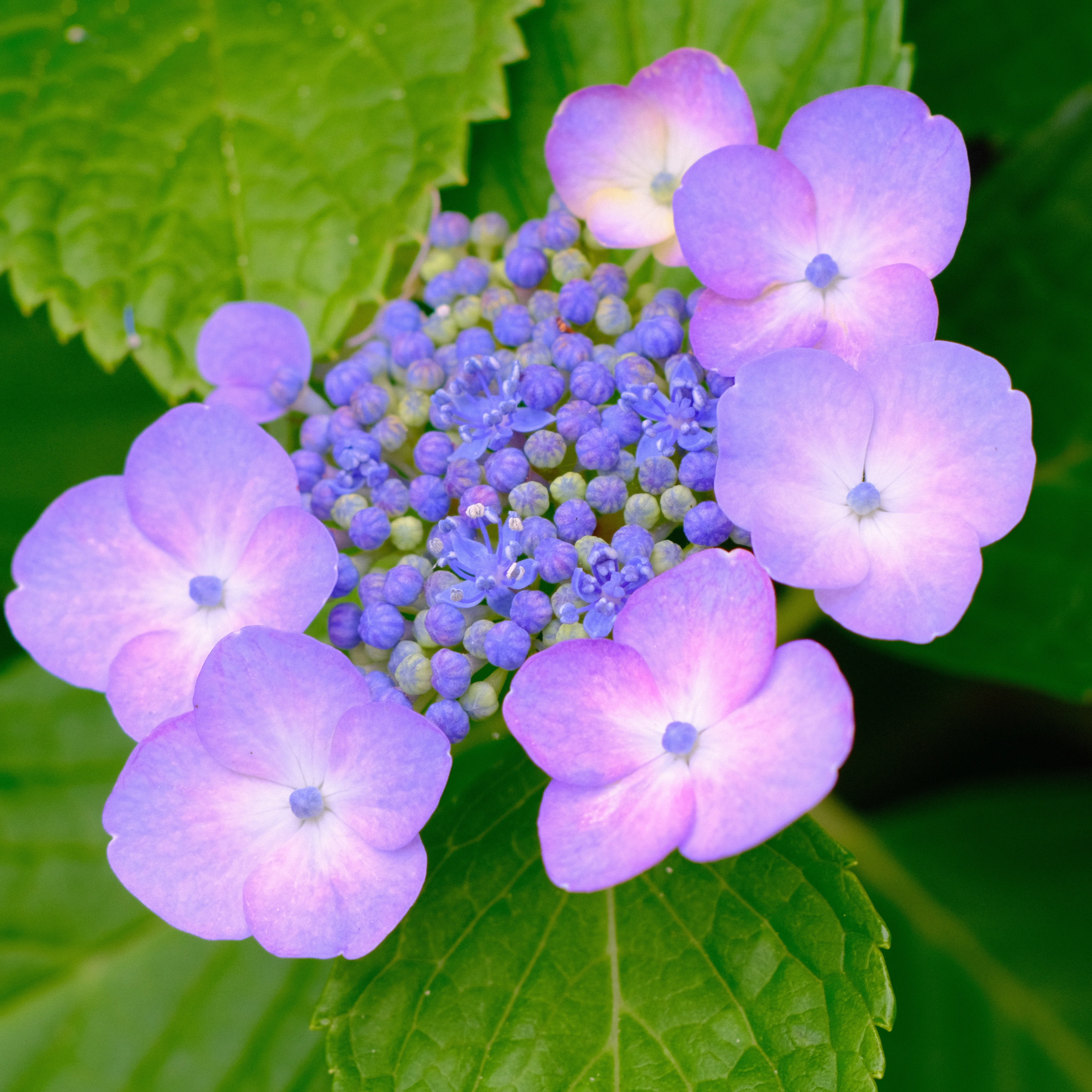 紫陽花 オールドレンズで紡ぐ紫陽花の魅力｜腐草為蛍の小田原城址公園｜SFj1966
