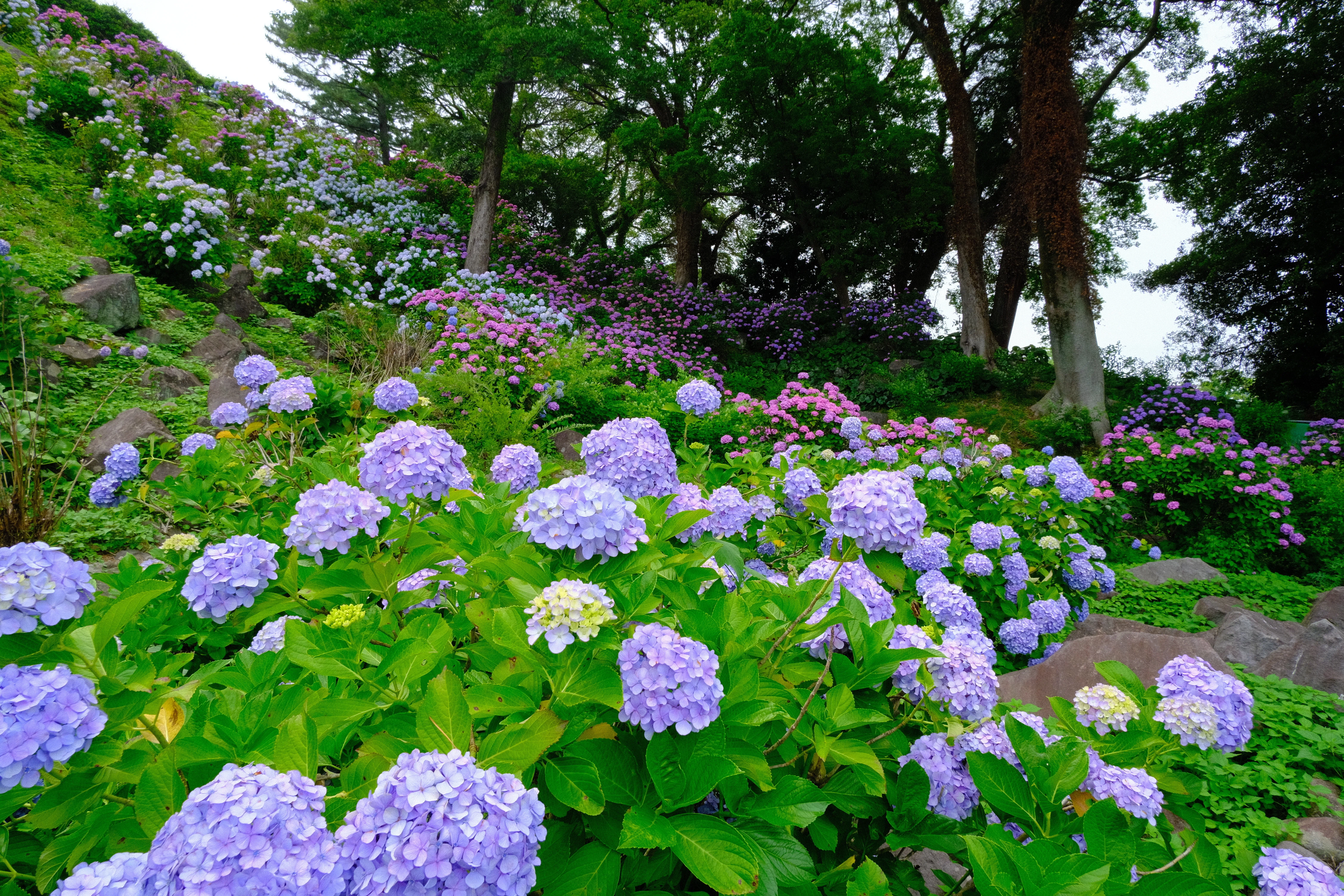 オールドレンズで紡ぐ紫陽花の魅力｜腐草為蛍の小田原城址公園｜SFj1966