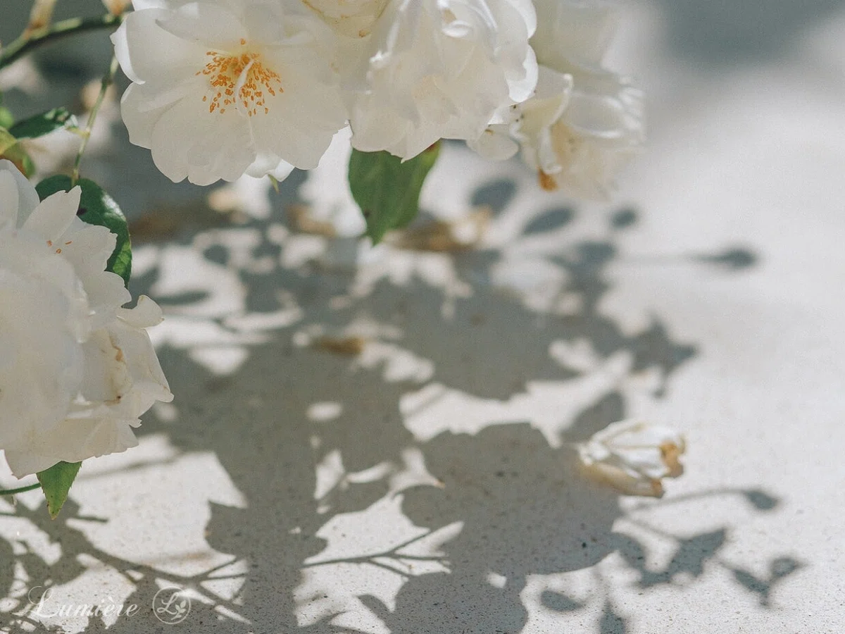 可愛らしく開いたフロリバンダ系の丸い白薔薇の花と、すぐ下の白いアスファルトに落ちたその影美しい影の写真