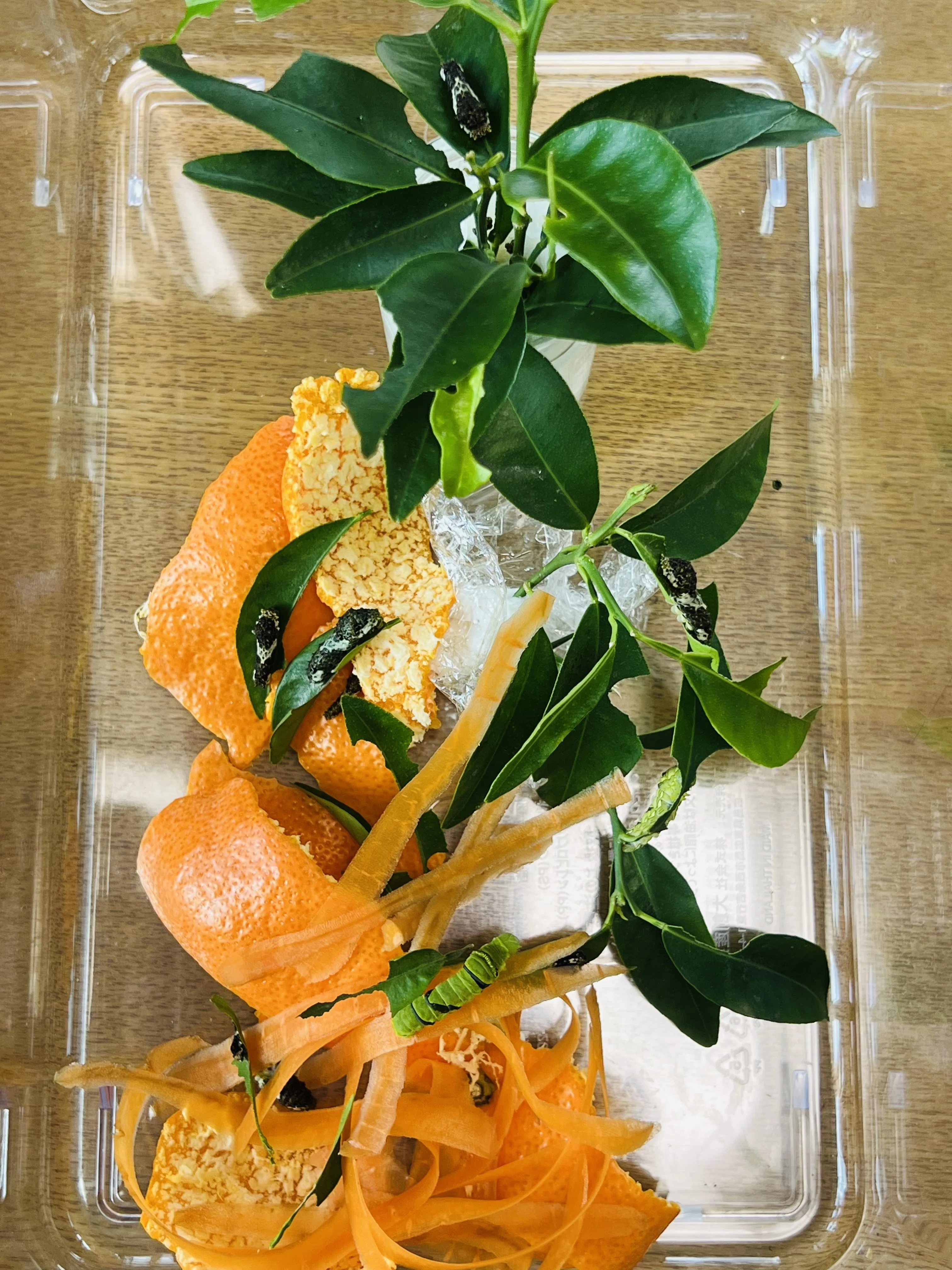 人参🥕とみかんの皮🍊でアゲハを育てる 2026 （幼虫からさなぎへ）｜ミント