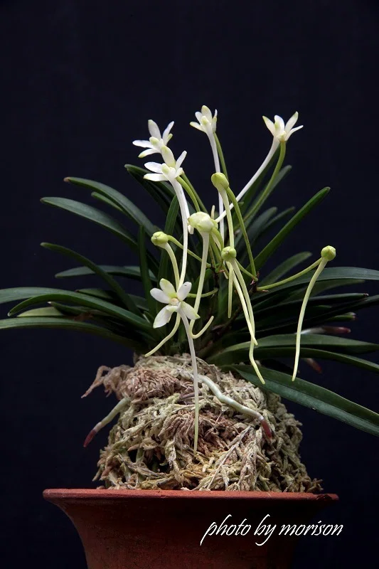 富貴蘭「緑十字星」の花（過去の画像倉庫から）｜KJ Morison