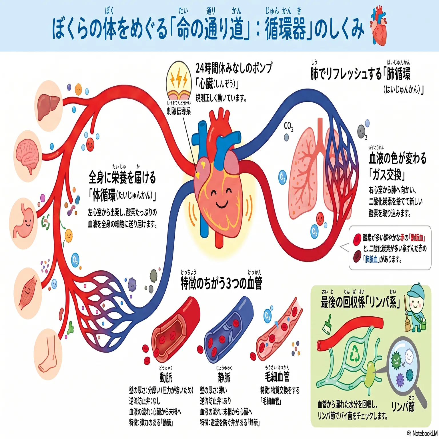 解剖生理学③20260625 循環器・免疫の復習🫀｜西野久子🌿やっぴーさん