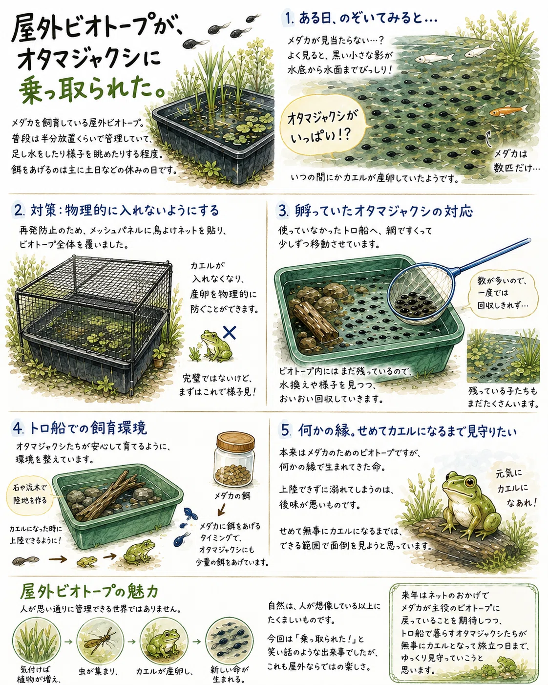 屋外ビオトープが、オタマジャクシに乗っ取られた。｜マキ爬虫類飼育部屋