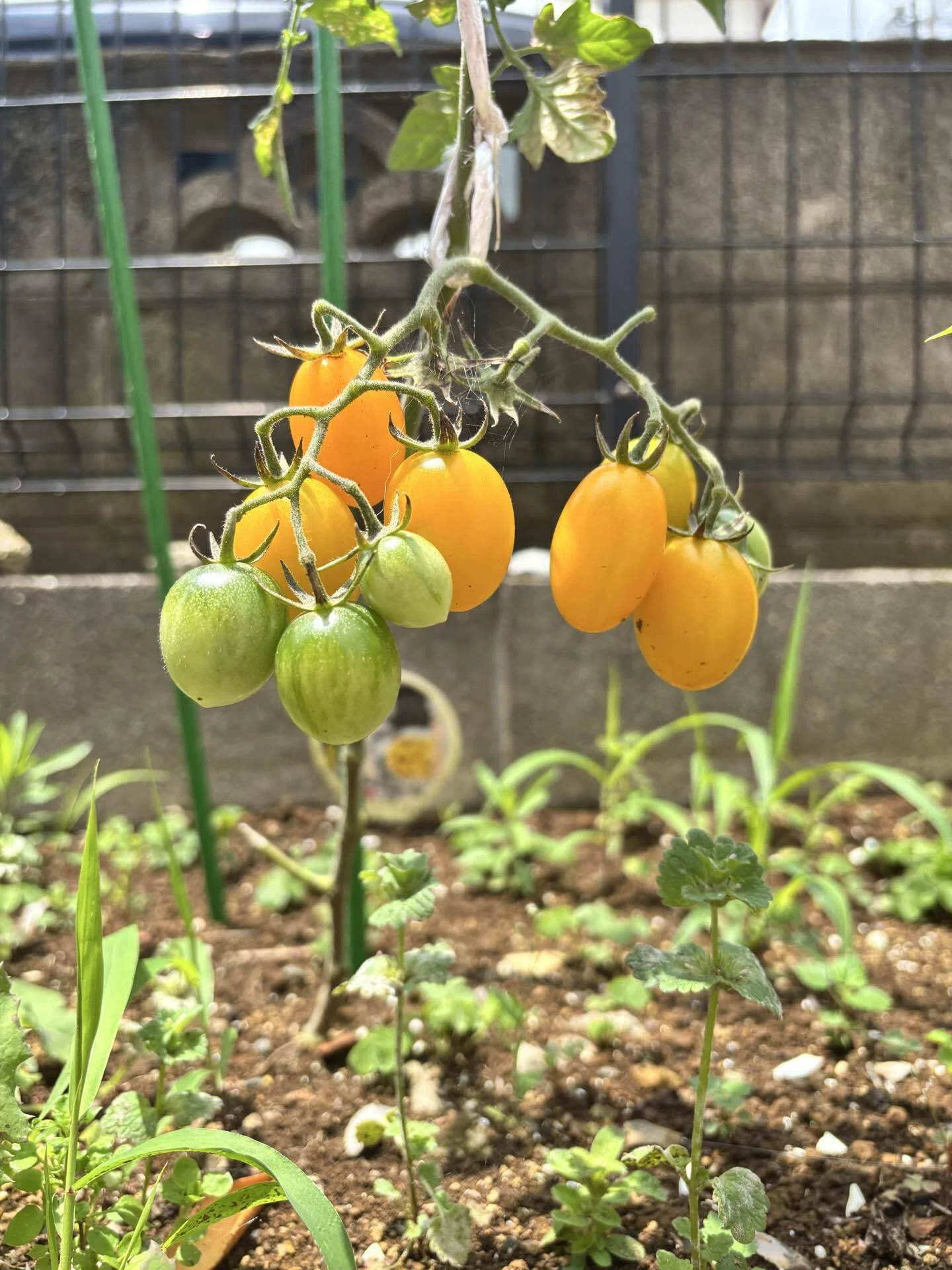 今年の夏の家庭菜園🌱①｜Windy