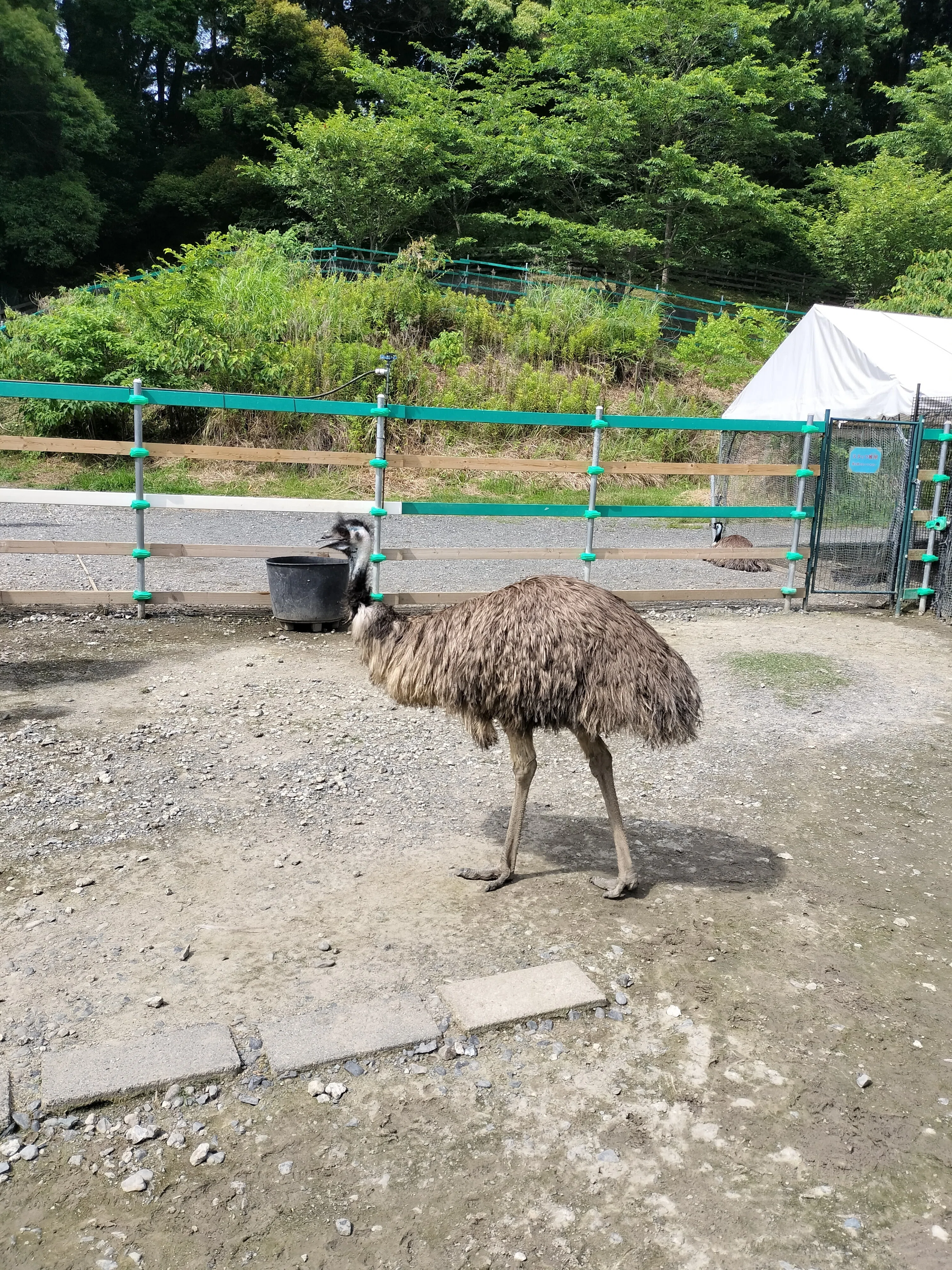 アートケアだより2026年7月号 ☆ 掛川花鳥園で様々な鳥を、間近で見て