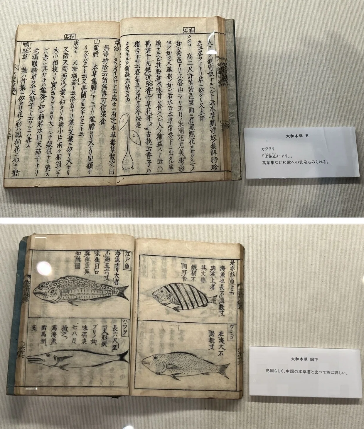 本草綱目』 だけじゃない！ 京都府立植物園の お宝たち｜ぺぇたぁ