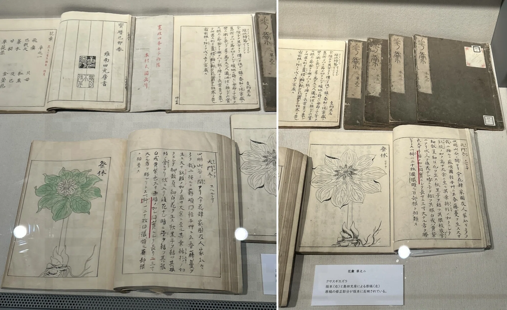 本草綱目』 だけじゃない！ 京都府立植物園の お宝たち｜ぺぇたぁ