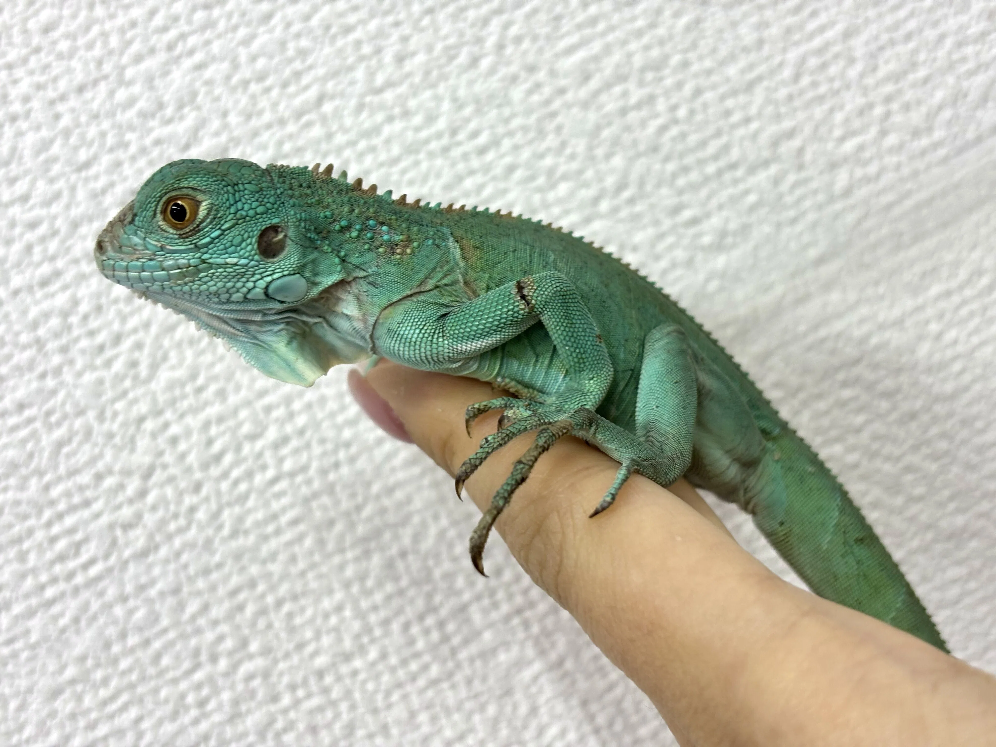 イグアナ 🆕 新入荷情報 (2026/07/06)｜CANDLE横浜店