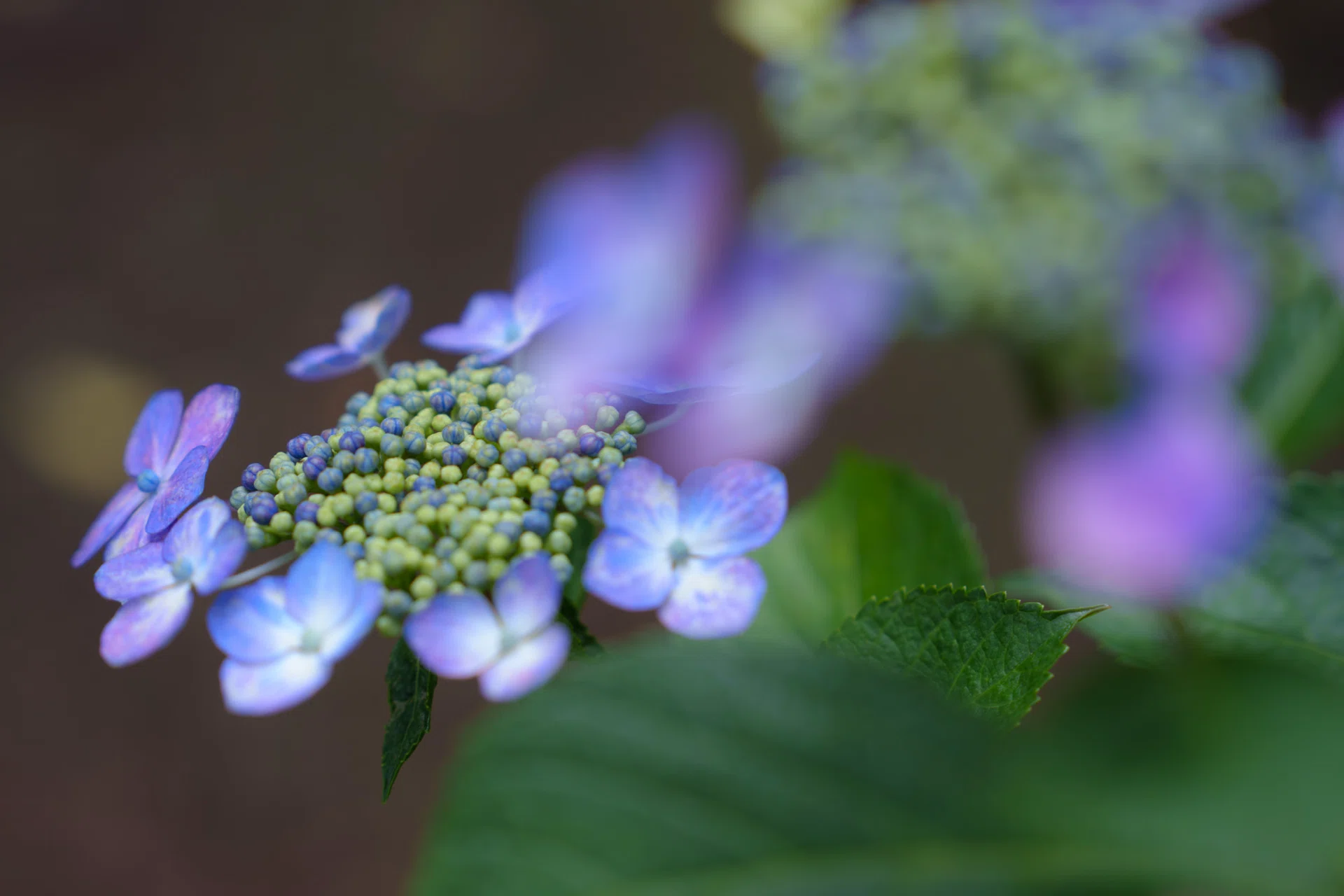 X-E5とα7IVで描く紫陽花 -記憶のフジと、記録のソニー-｜Xinn