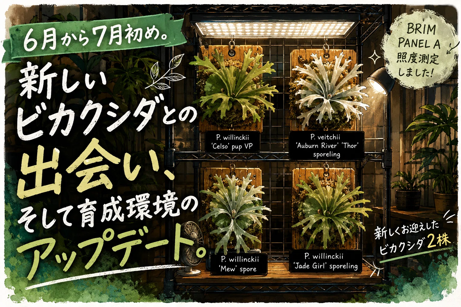 6月から7月初め。新しいビカクシダとの出会いと、育成環境の