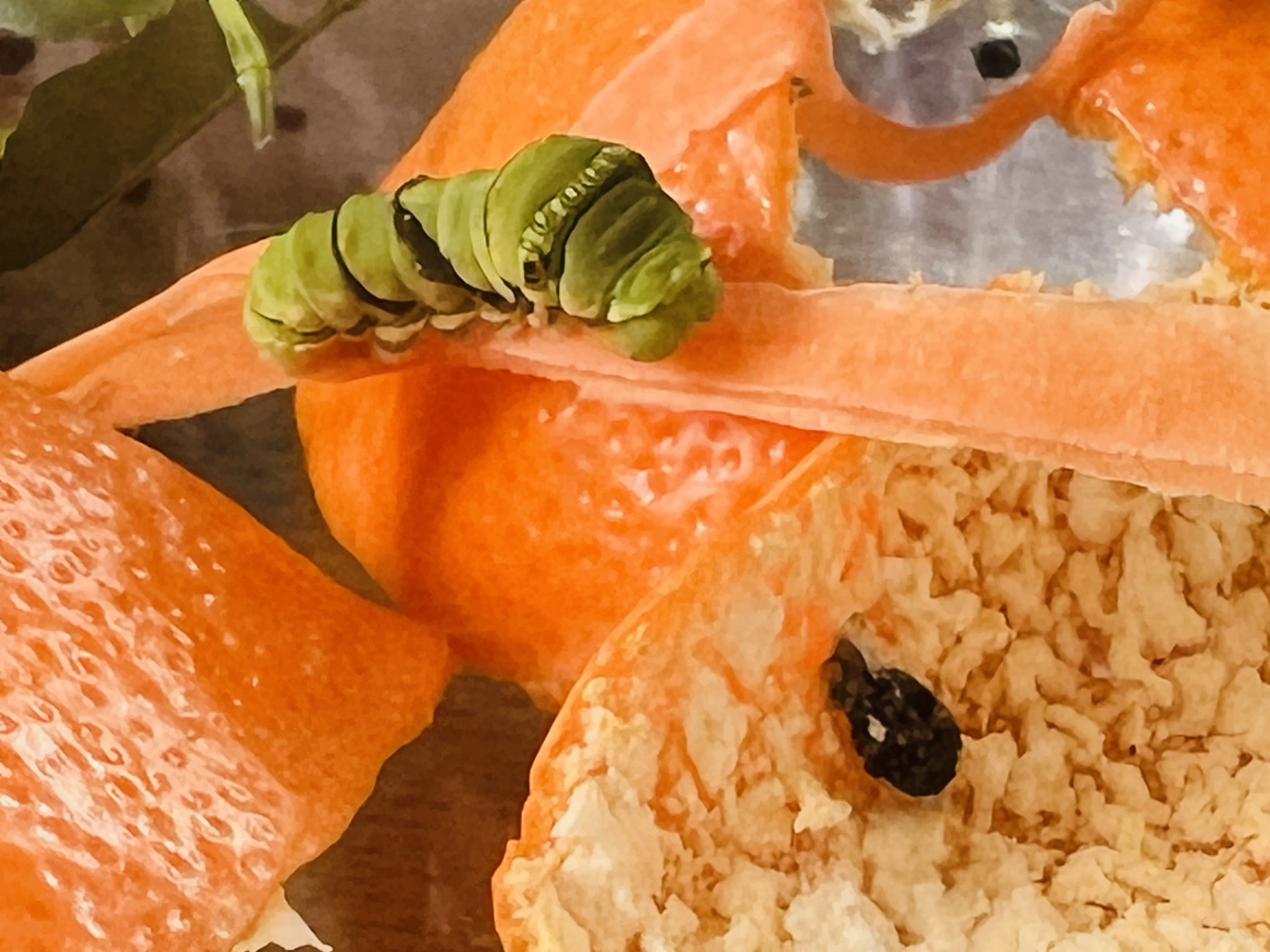 人参🥕とみかんの皮🍊でアゲハを育てる 2026 （幼虫からさなぎへ）｜ミント