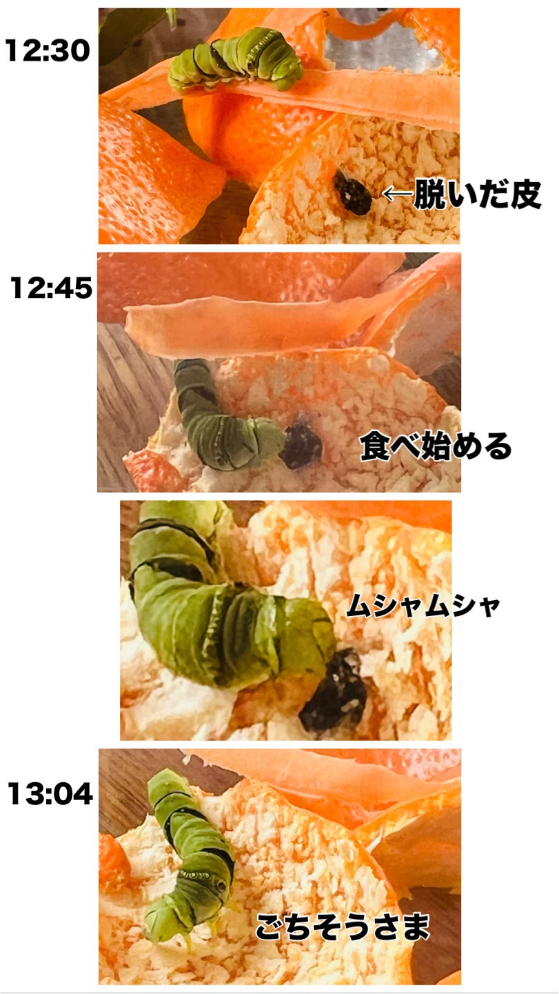 人参🥕とみかんの皮🍊でアゲハを育てる 2026 （幼虫からさなぎへ）｜ミント