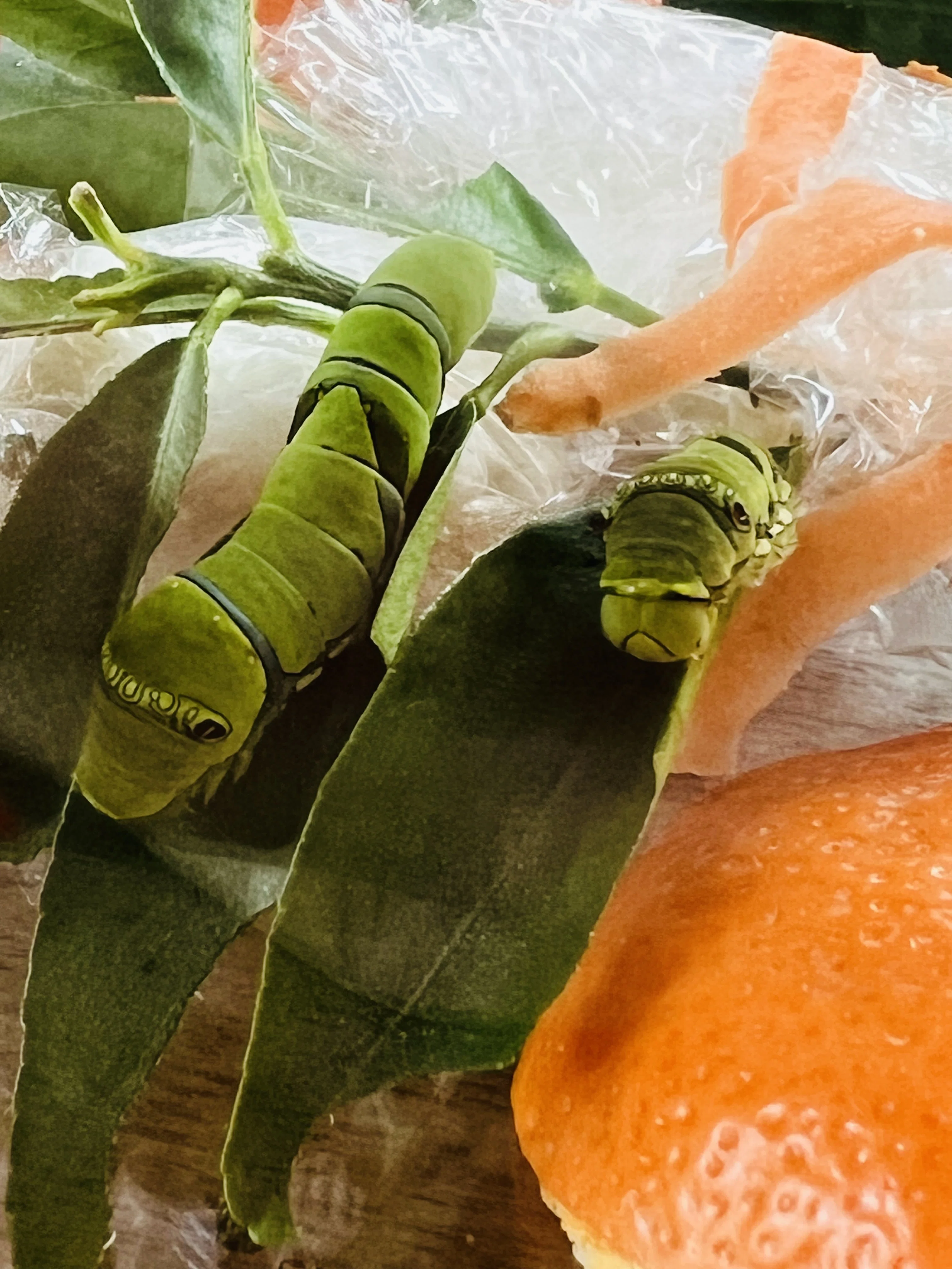 人参🥕とみかんの皮🍊でアゲハを育てる 2026 （幼虫からさなぎへ）｜ミント