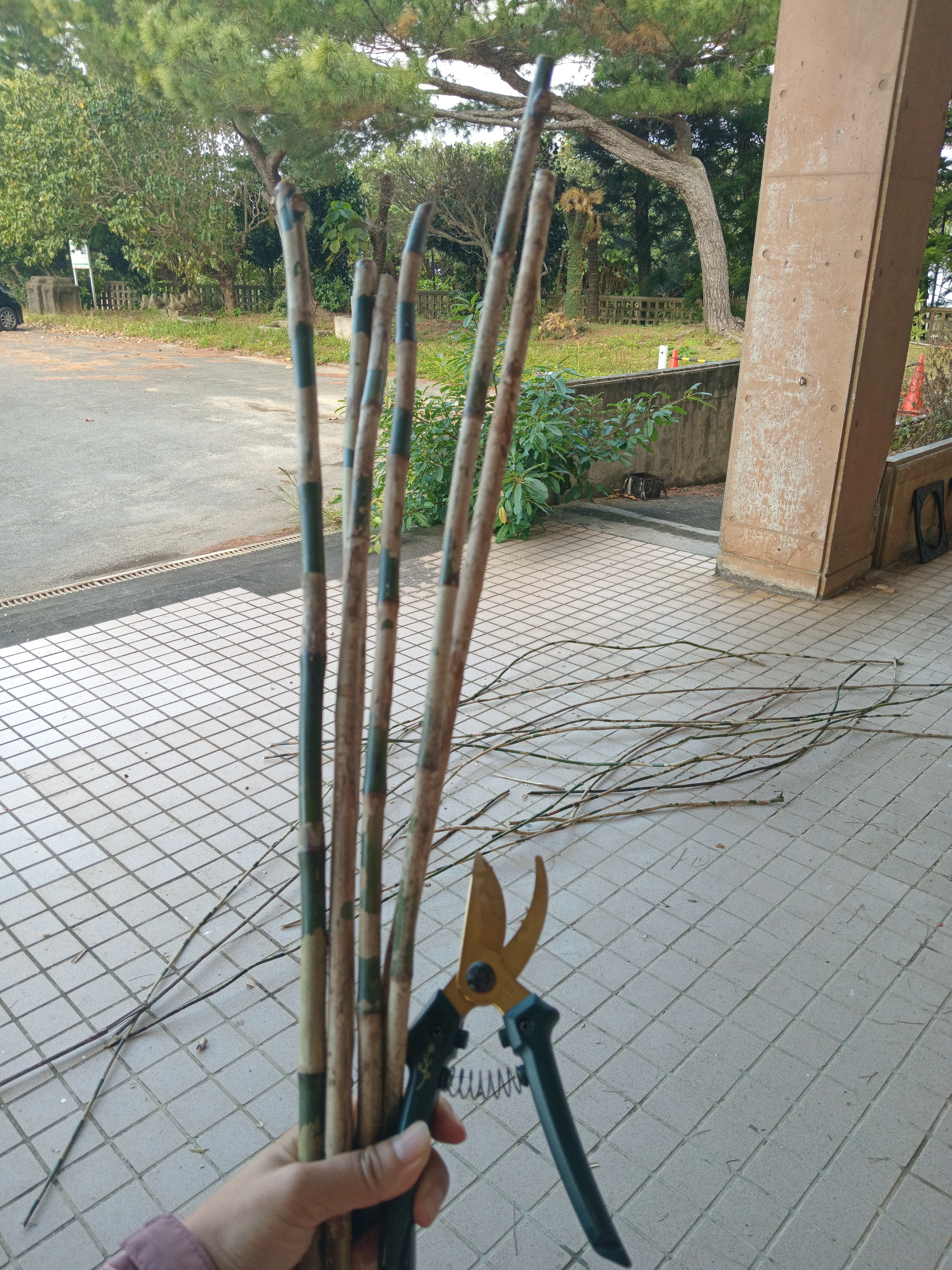 🇯🇵沖縄】トウヅルで作る初めてのカゴバック｜リエ｜畑と旅とやさしい