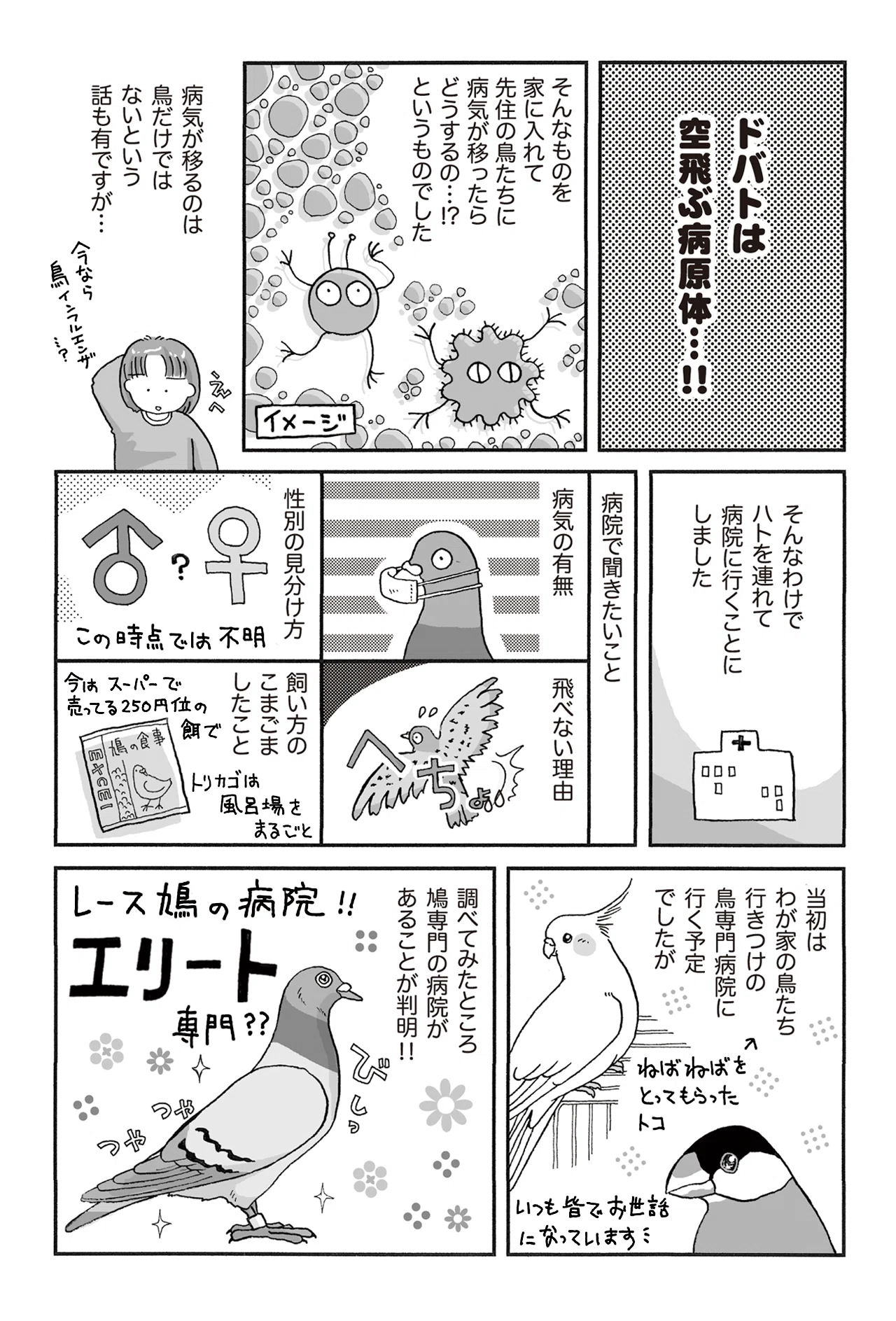 2_ハトの健康診断｜ハトと暮らす 【コミックエッセイ】｜TAMA@斉藤たまき