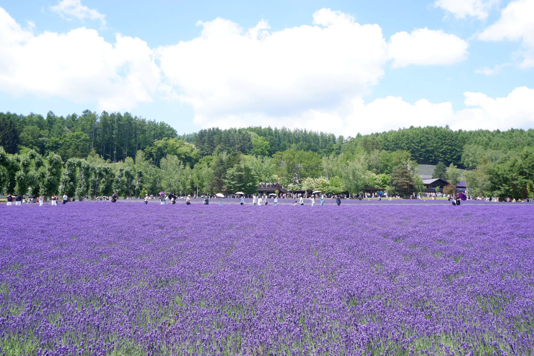【稀少】2009年「北海道ラベンダー」・2005年「北海道オコジョ」根付セット ラベンダー見頃です｜北海道 富良野町｜#95｜茜里