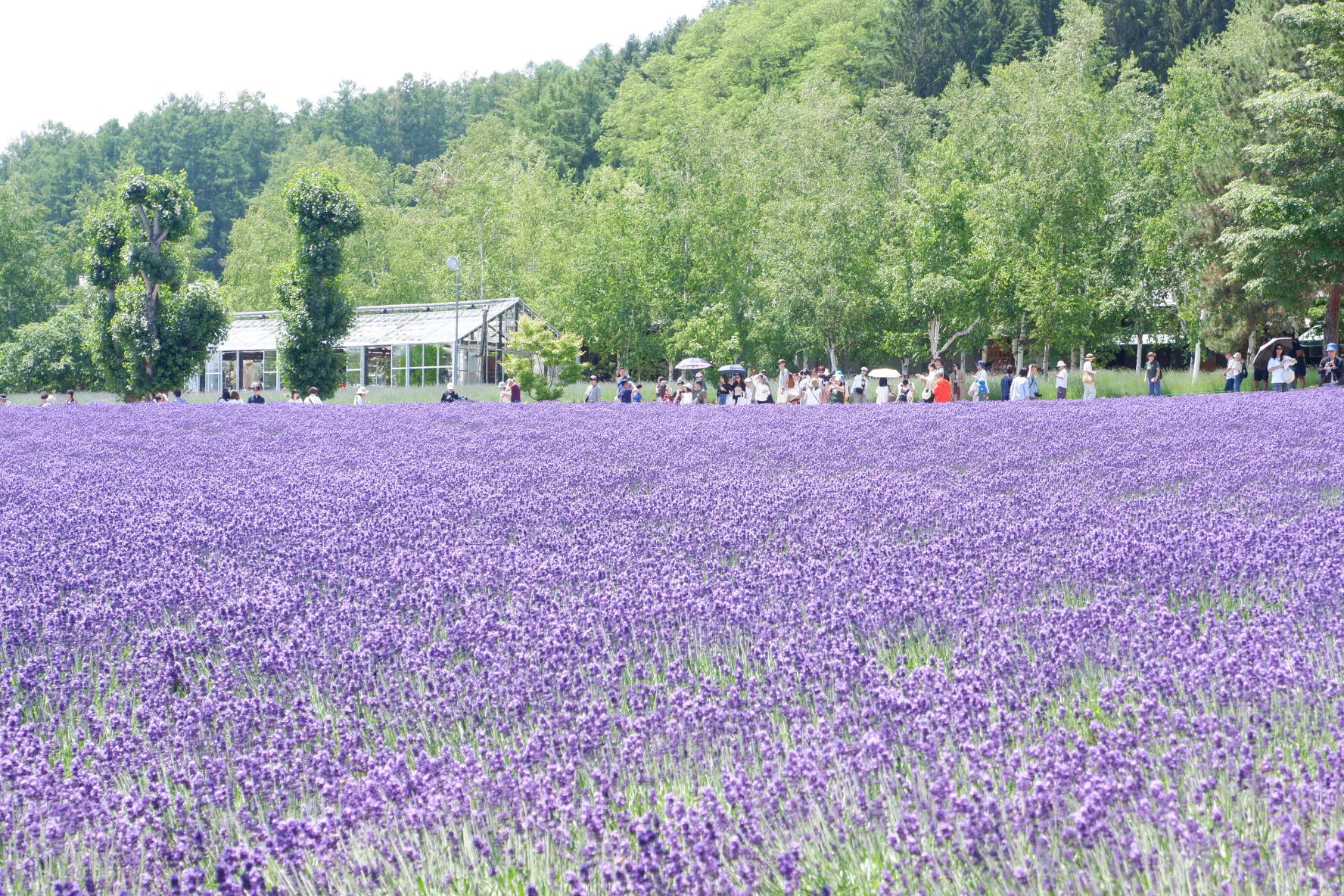 ラベンダー見頃です｜北海道 富良野町｜#95｜茜里