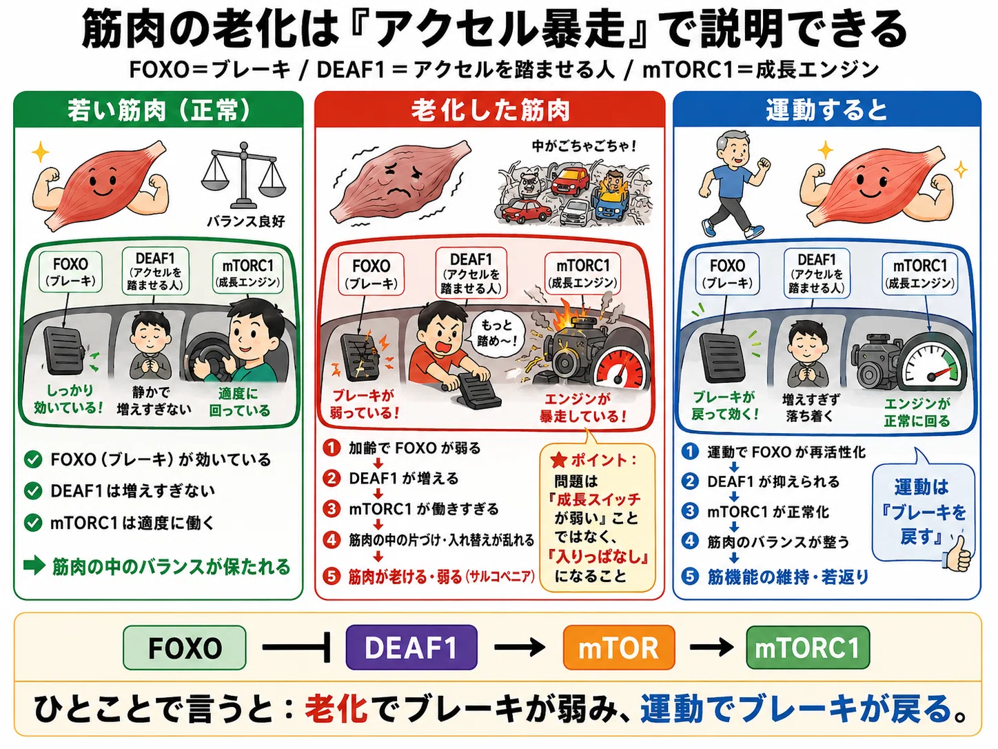 運動 vs 筋肉の老化：分子レベルで解き明かされた『若返り』の最新