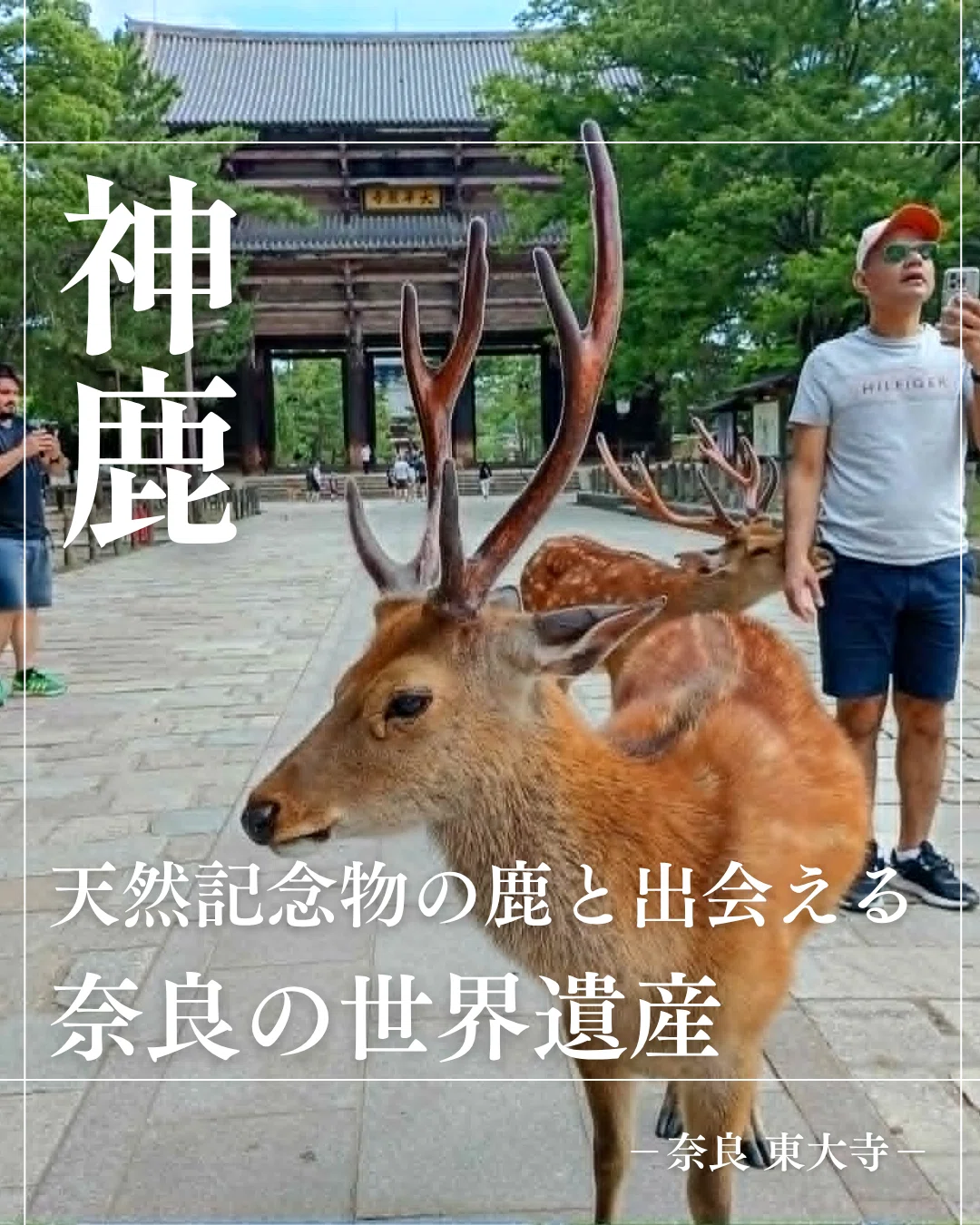 奈良の鹿をご案内｜神の使いとして愛される鹿たち｜雅京都観光