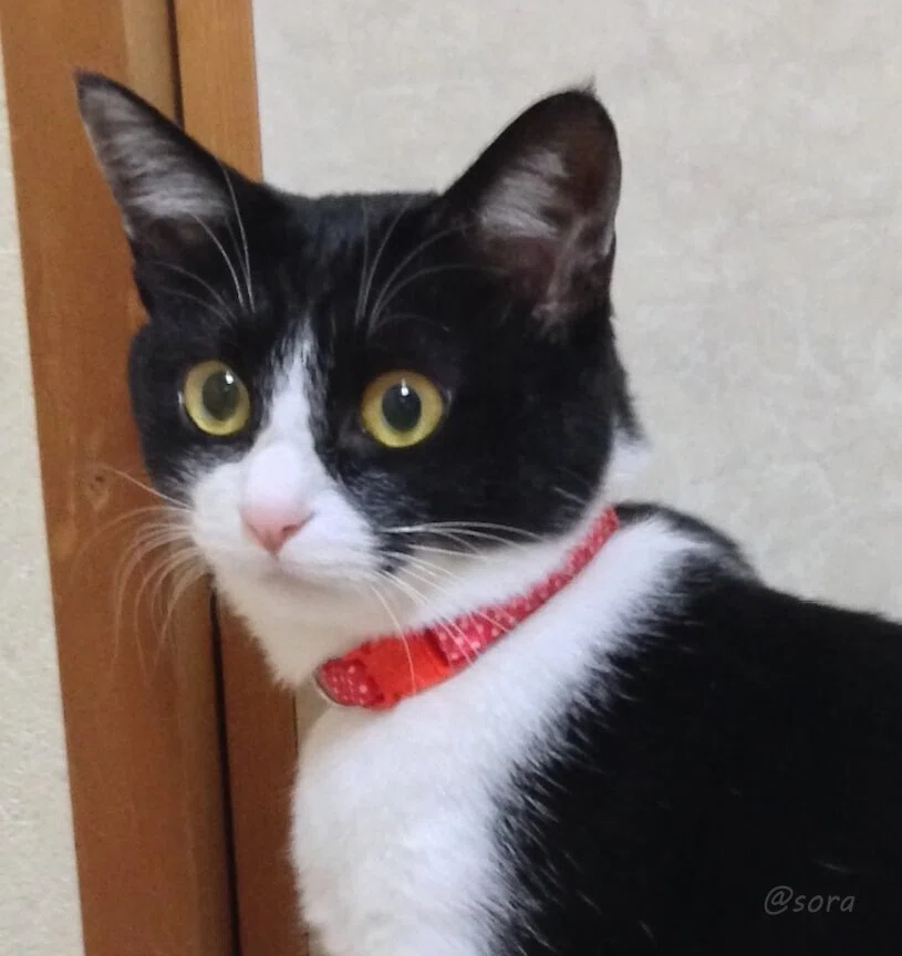 赤い首輪をつけたハチワレの猫