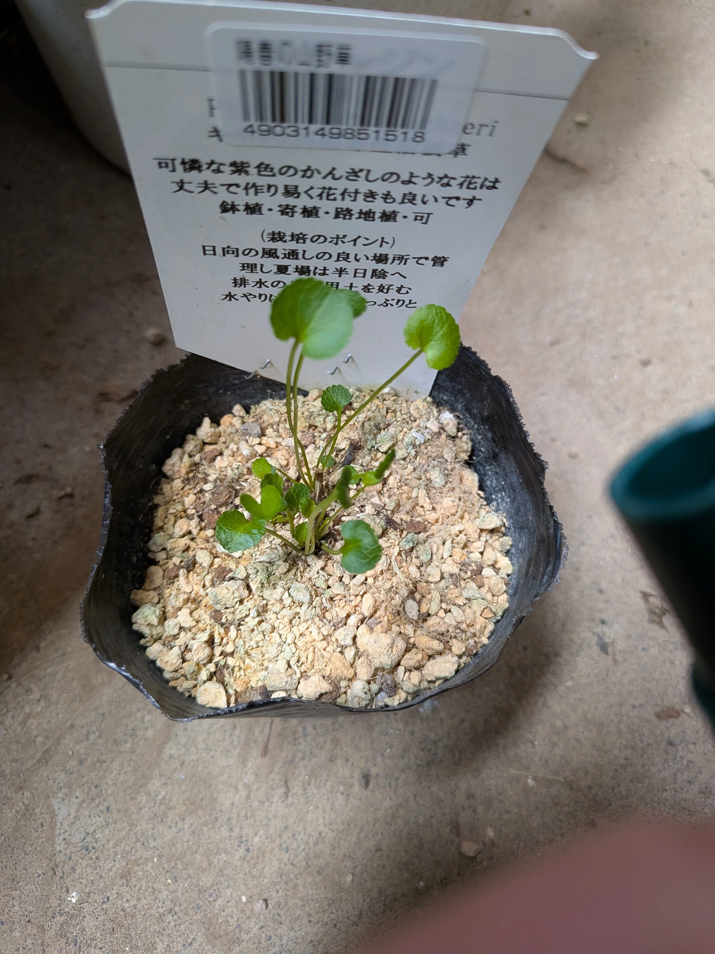 山野草たちの近況を報告す。｜霧島 寅太之助