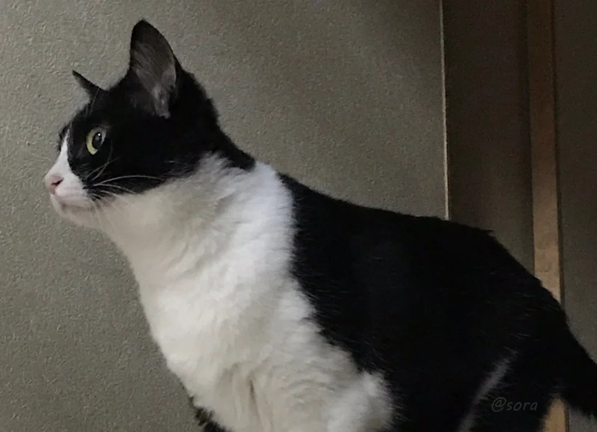 何かに気づいたハチワレ猫