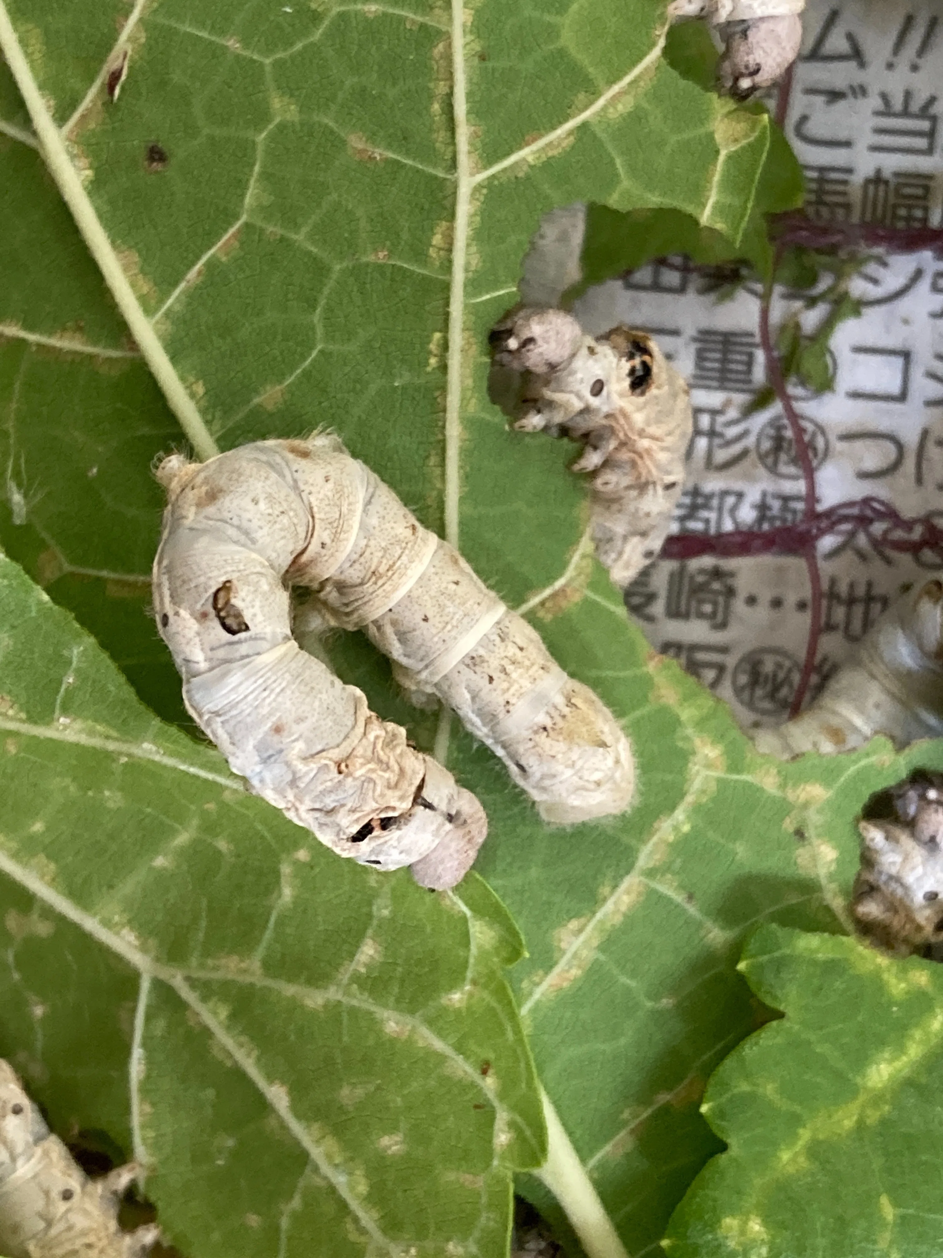 蚕に関する古書　養蚕　昆虫　桑葉 蚕を飼うのに必要な桑の量（目安）｜中央市豊富郷土資料館