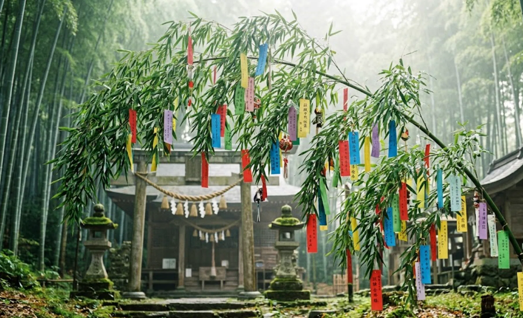 竹の花が咲くと不吉って本当？120年に一度の開花の謎と、七夕に笹を