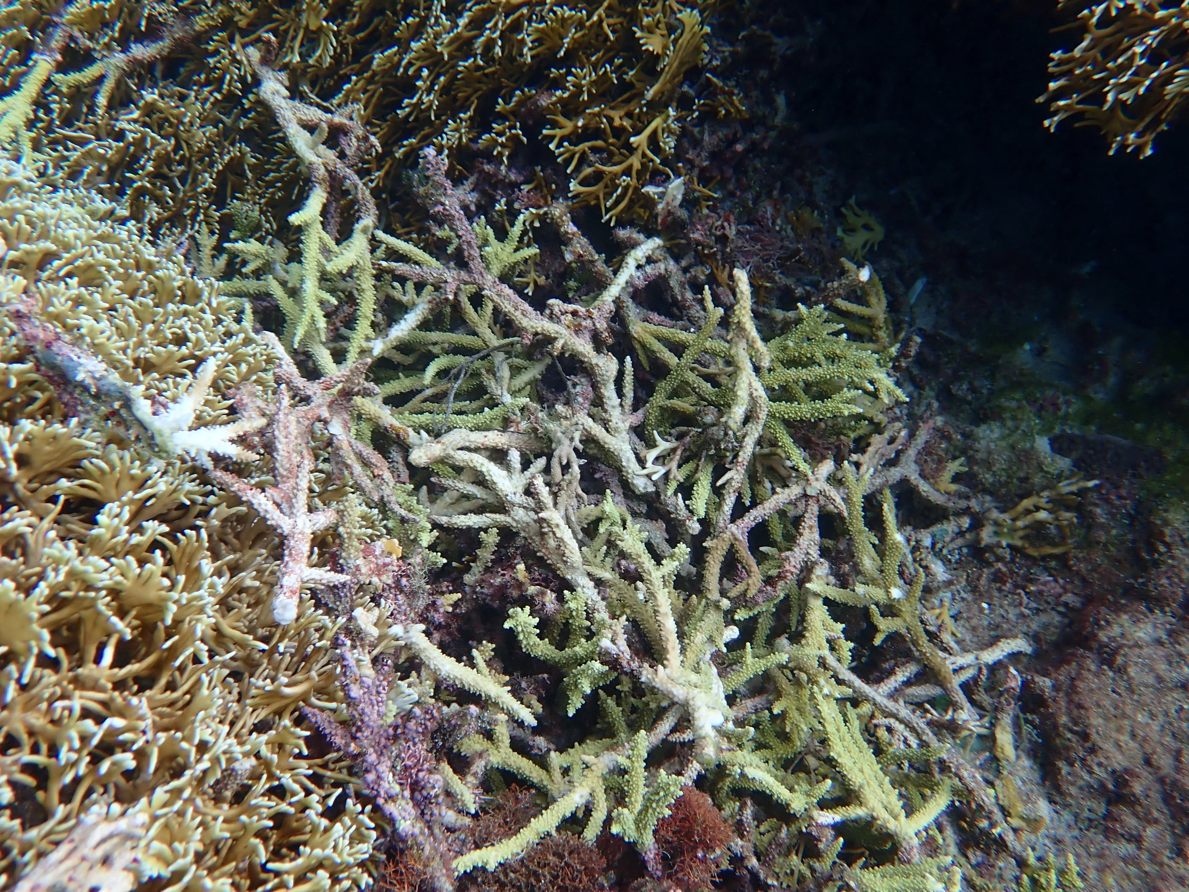 サンゴ遠征 vol.7｜阿嘉島で、台風に思いっきり掻き回されたサンゴ礁を