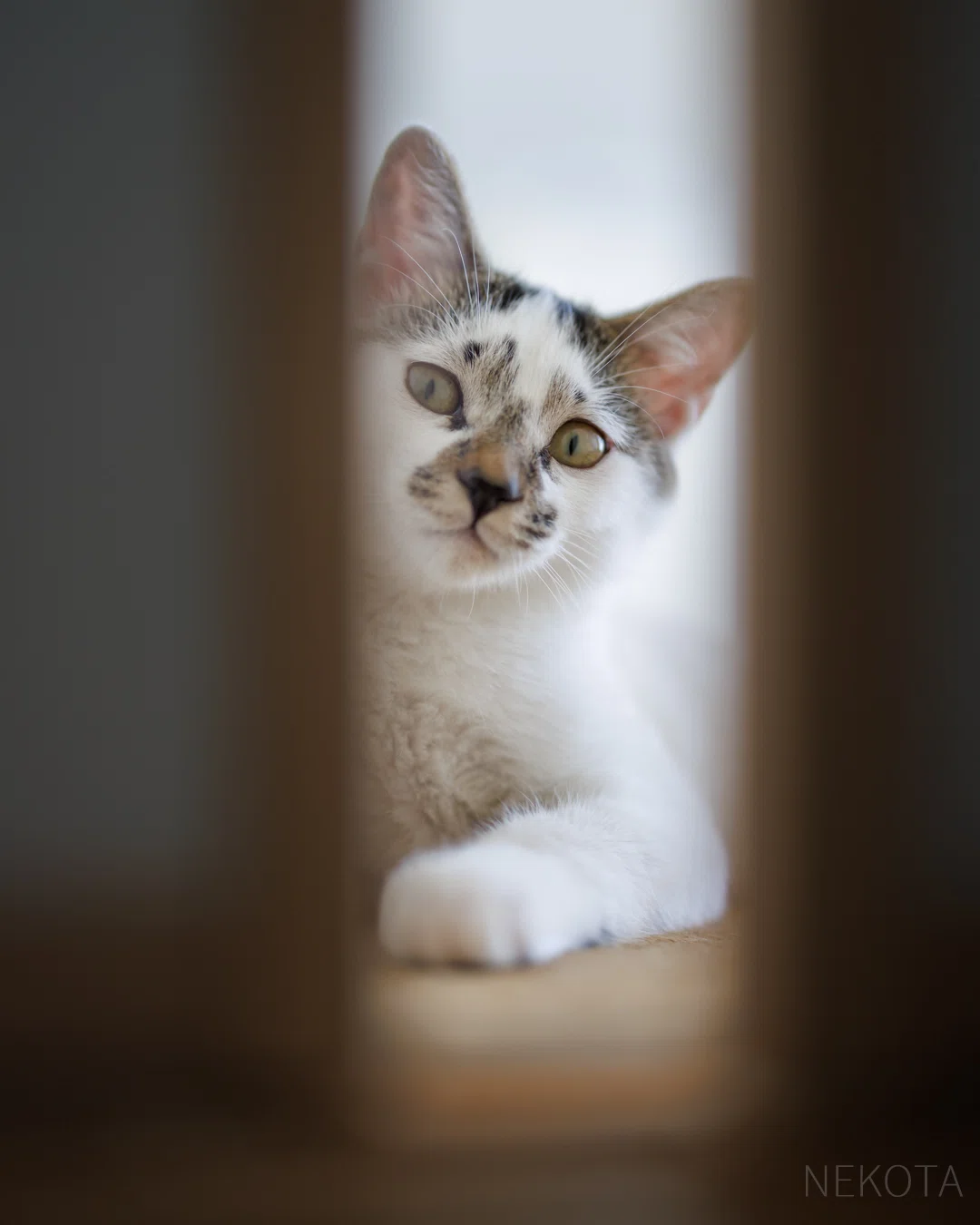 見つけた？】｜猫写真家 猫田晃広（Akihiro Nekota）
