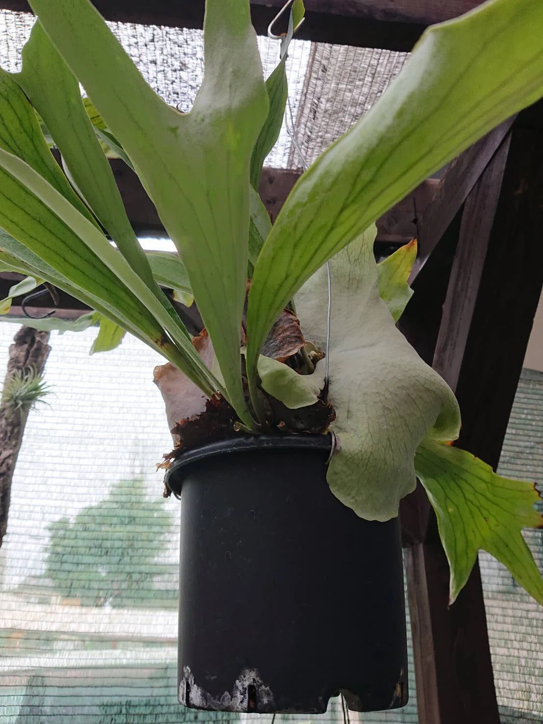 植物日記】我が家のビカクシダ（ネザーランド）。鉢植え群生へのロマン