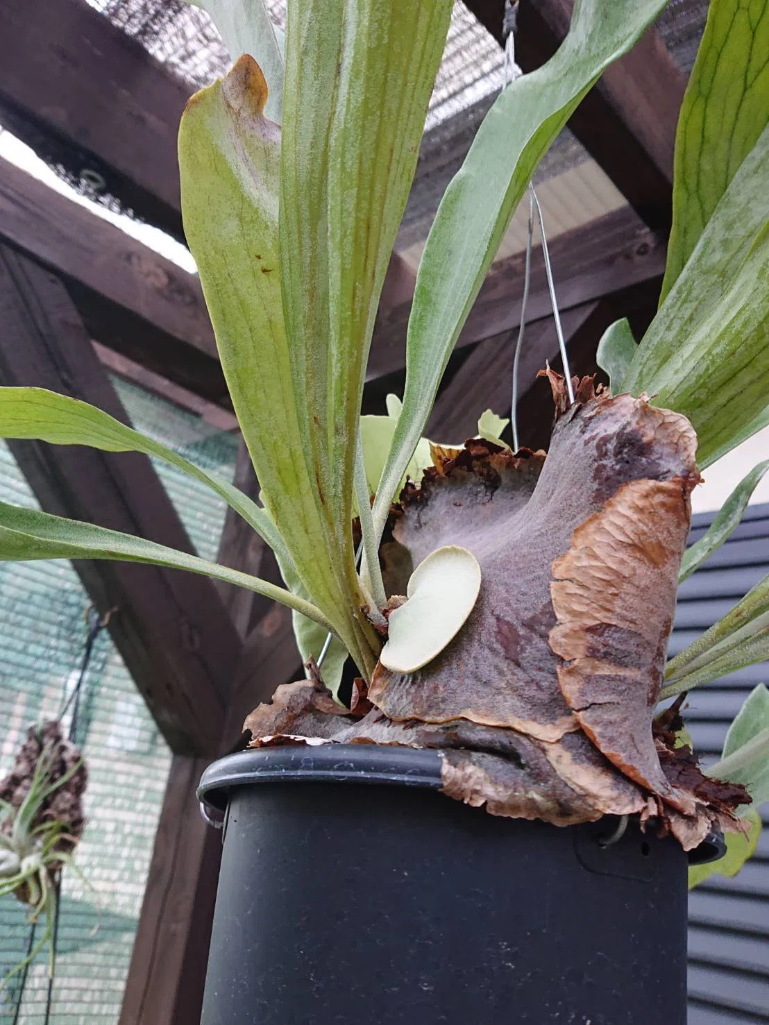 植物日記】我が家のビカクシダ（ネザーランド）。鉢植え群生へのロマン