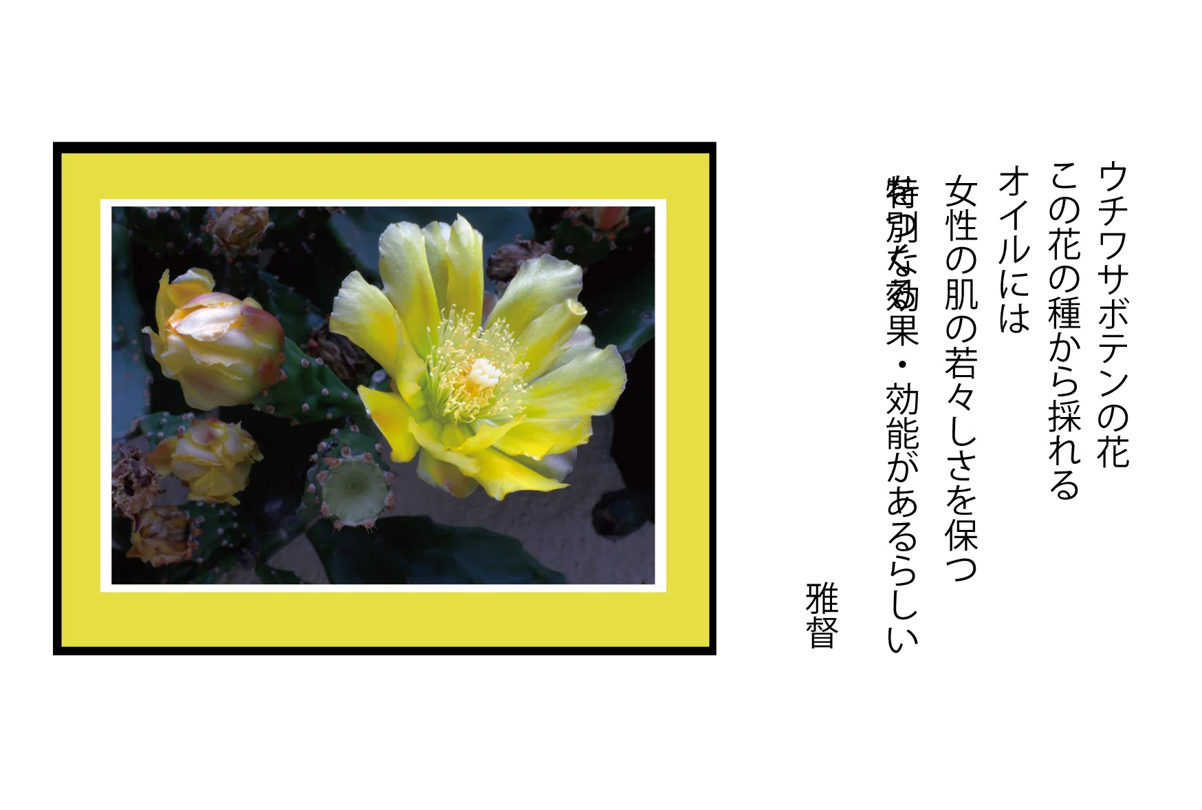 スマホカメラを愉しむ ウチワサボテンの花｜gatokukubo
