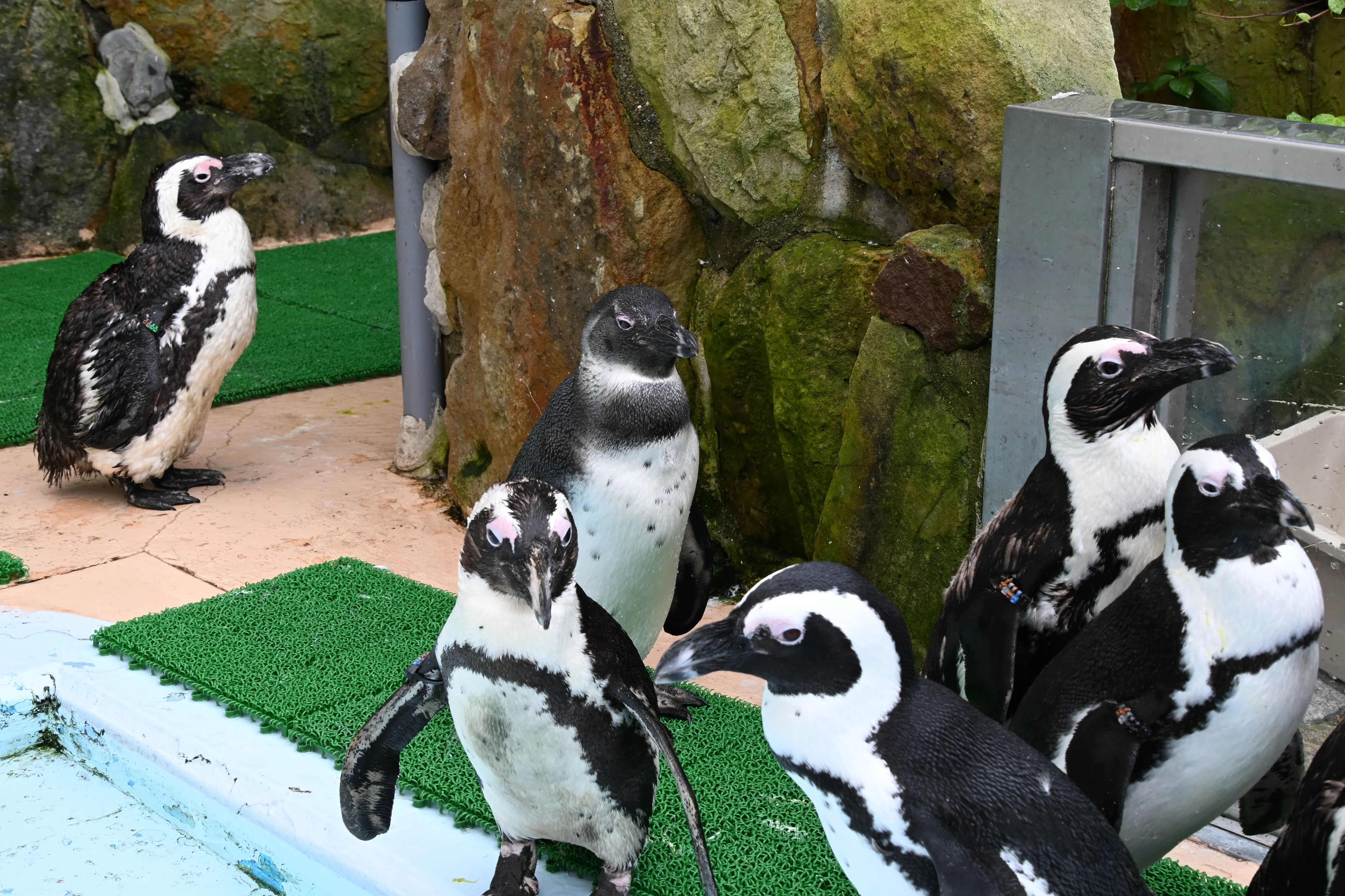 20260704_アドベンチャーワールド【Nikon Z50IIと動物園】｜山ネズミ