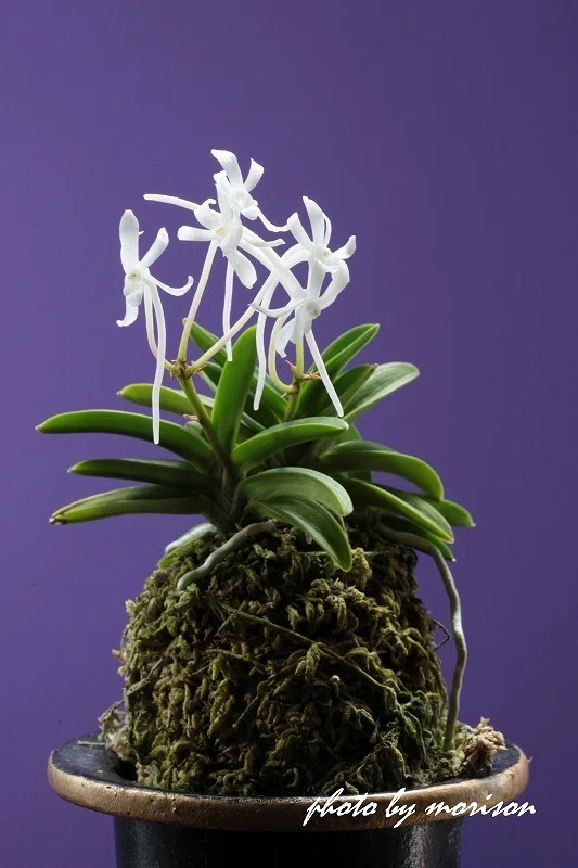 富貴蘭　青軸無双丸 富貴蘭「無双丸」の花（過去の画像倉庫から）｜KJ Morison